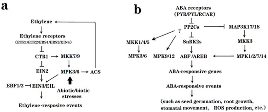 Emerging Roles of Mitogen-Activated Protein Kinase Signaling Pathways ...