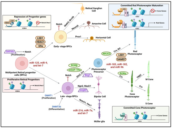 Epigenetic Switches in Retinal Homeostasis and Target for Drug Development