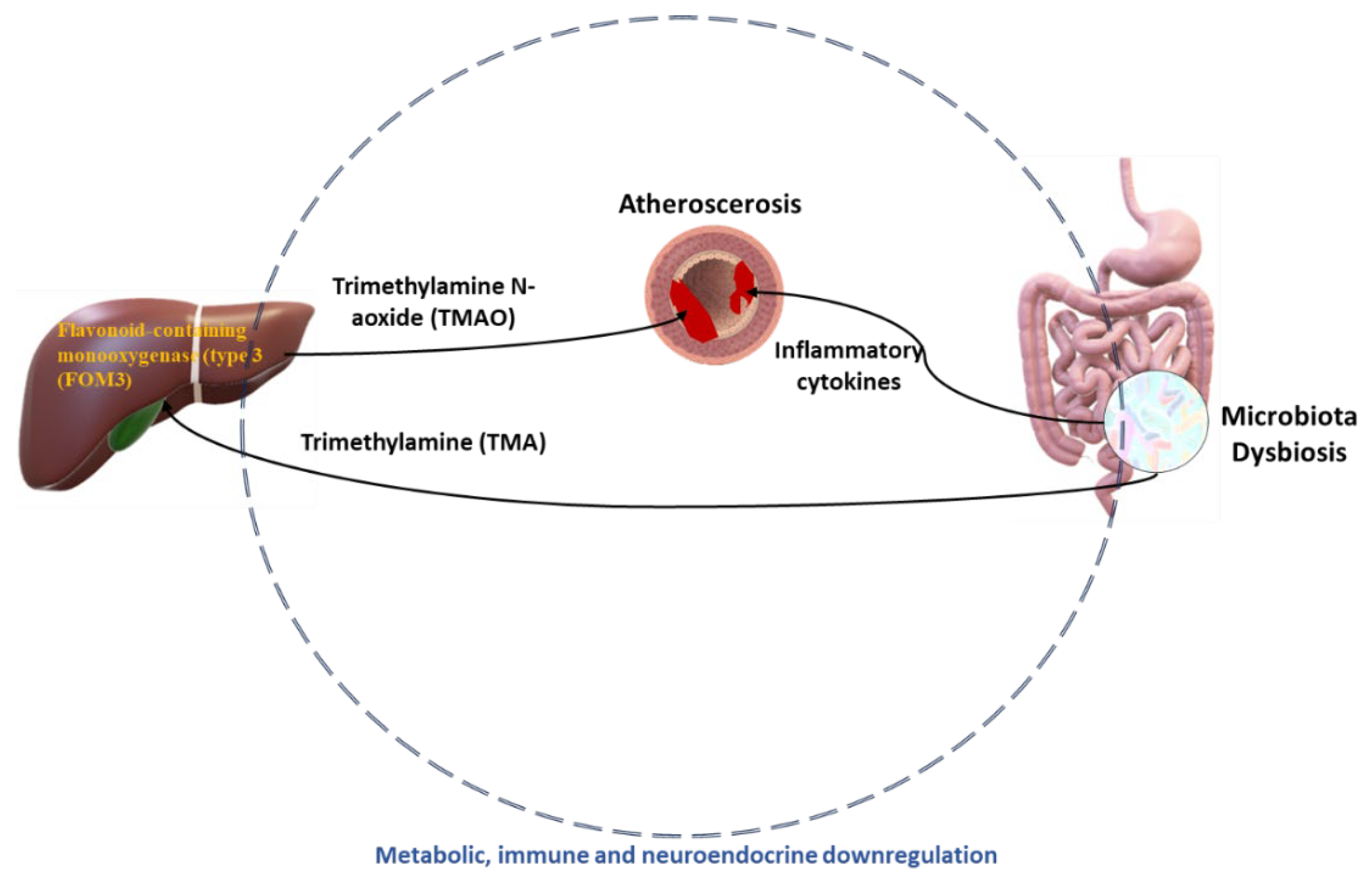 Ijms 25 02841 g010 Ijms 25 02841 g010