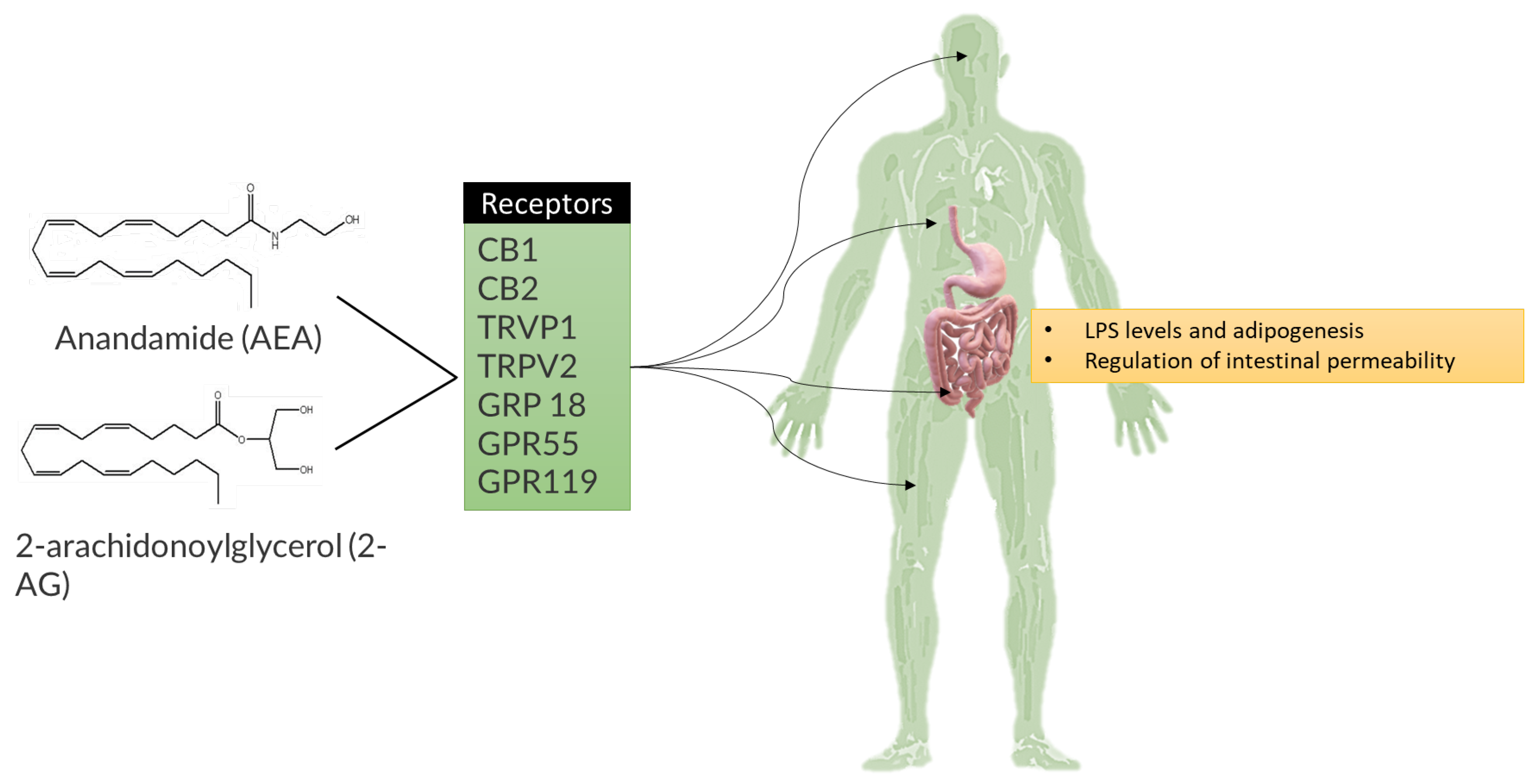 Ijms 25 02841 g011 Ijms 25 02841 g011