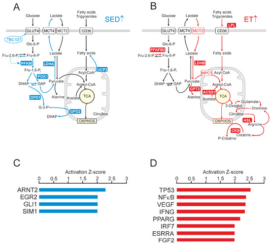 The Acute, Short-, and Long-Term Effects of Endurance Exercise on ...