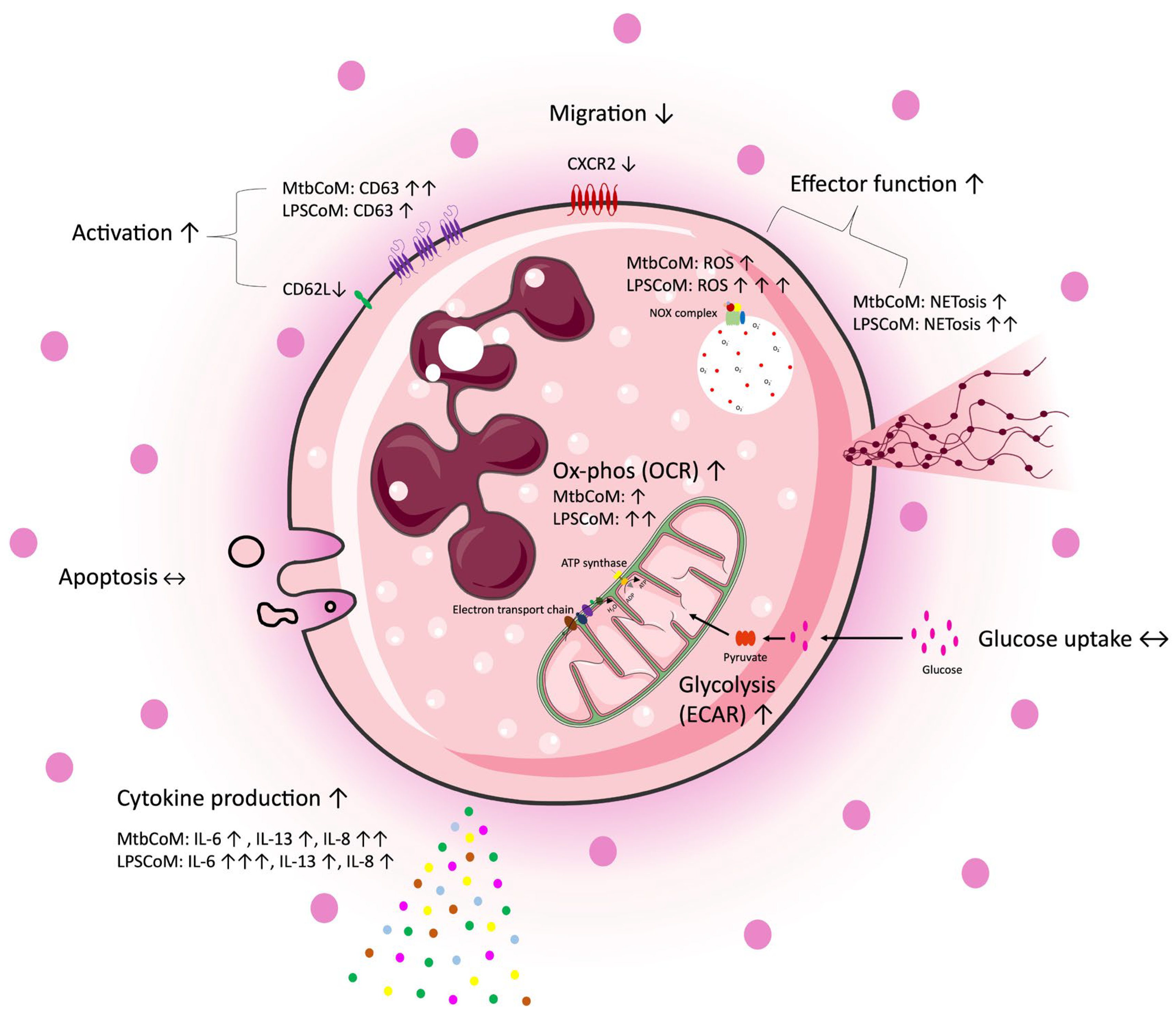 Ijms 25 02898 g008 Ijms 25 02898 g008