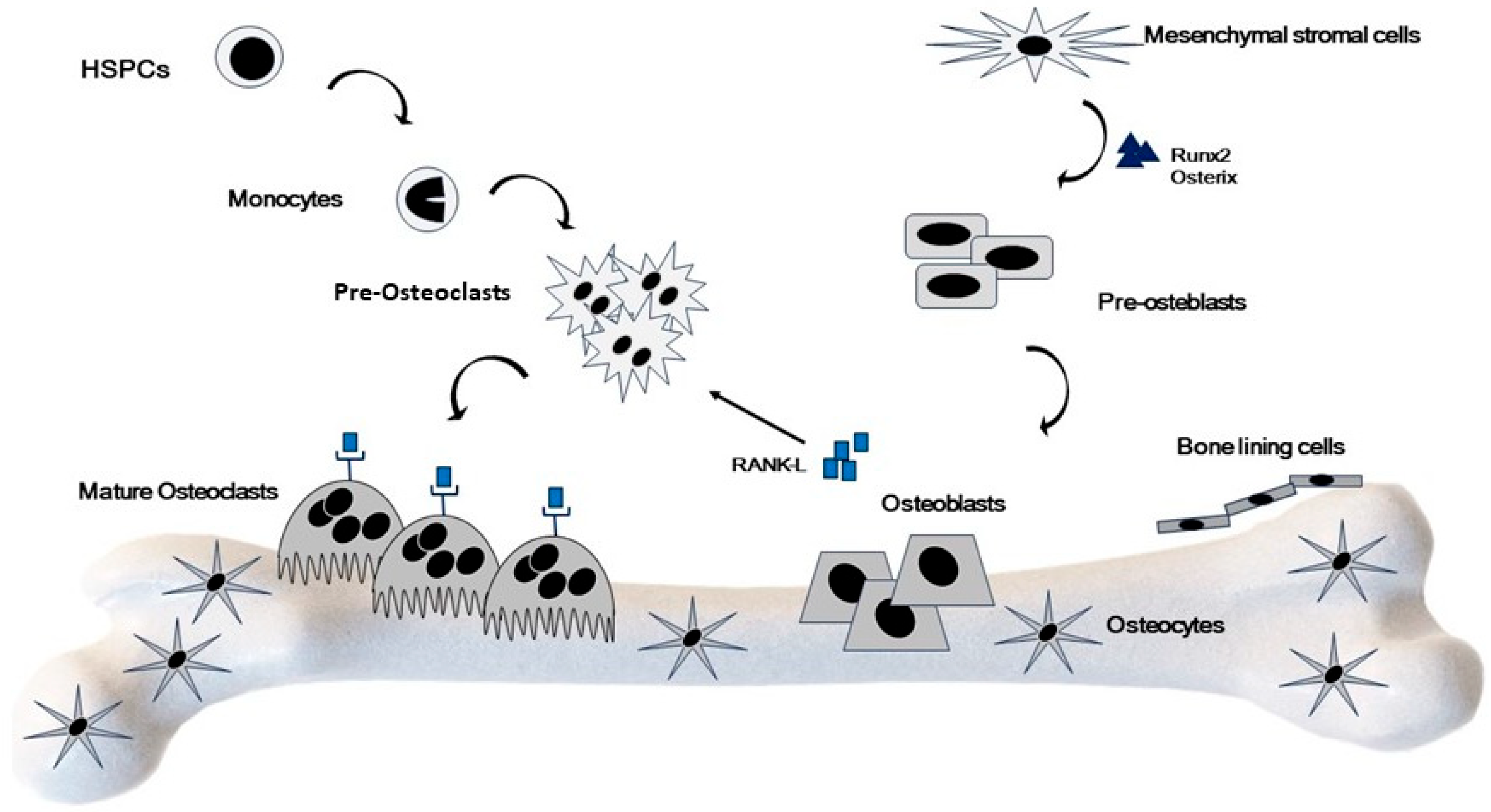 Ijms 25 02902 g002 Ijms 25 02902 g002