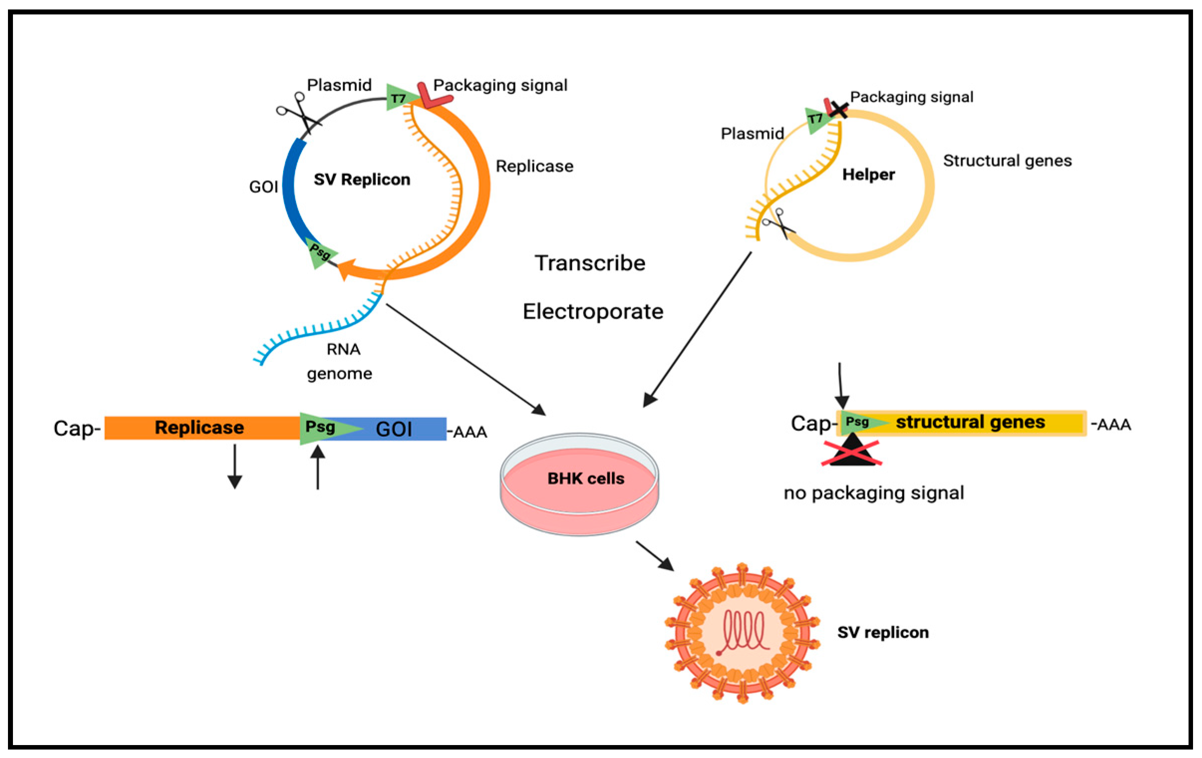 Ijms 25 02925 g001 Ijms 25 02925 g001