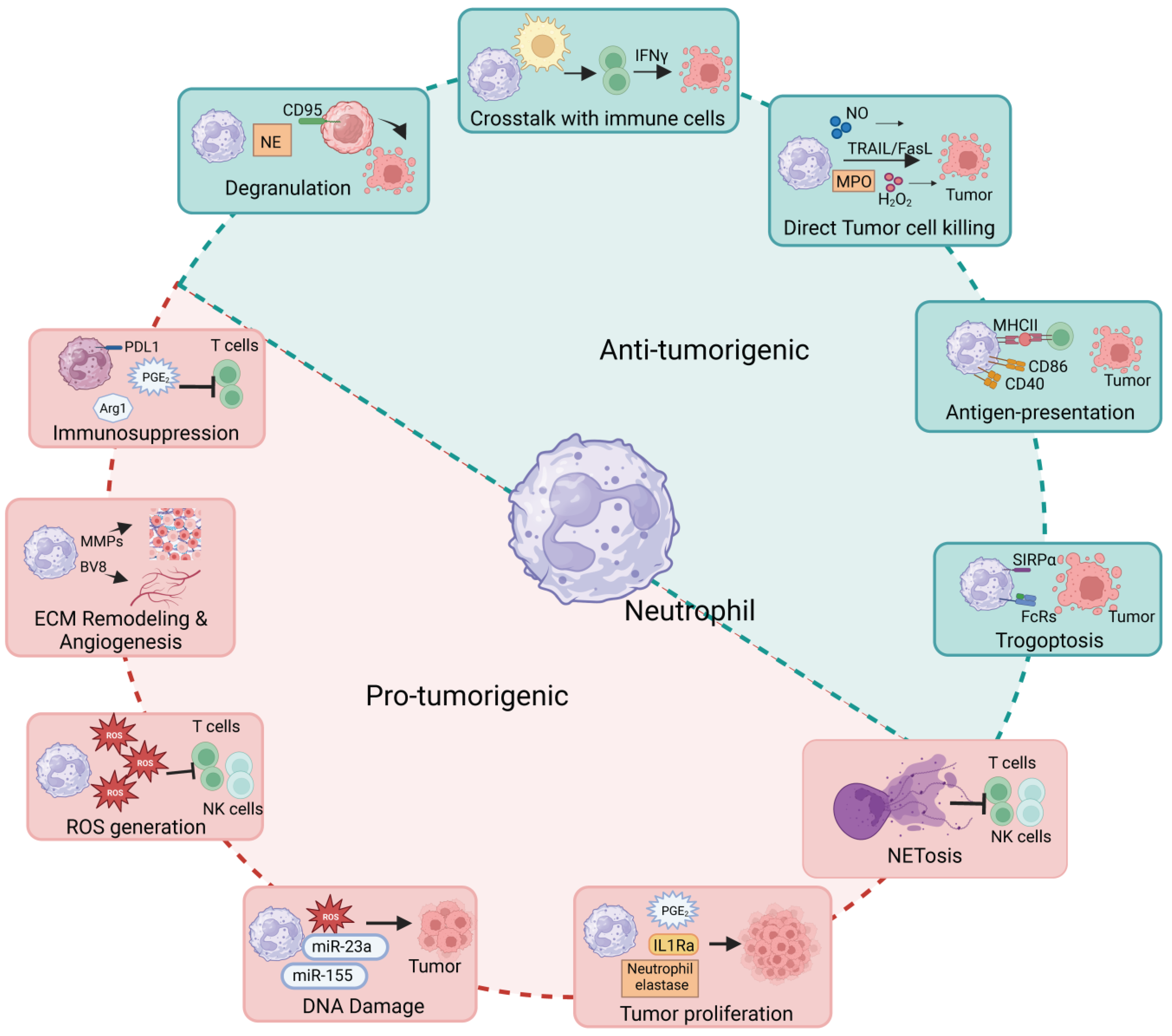 Ijms 25 02929 g001 Ijms 25 02929 g001