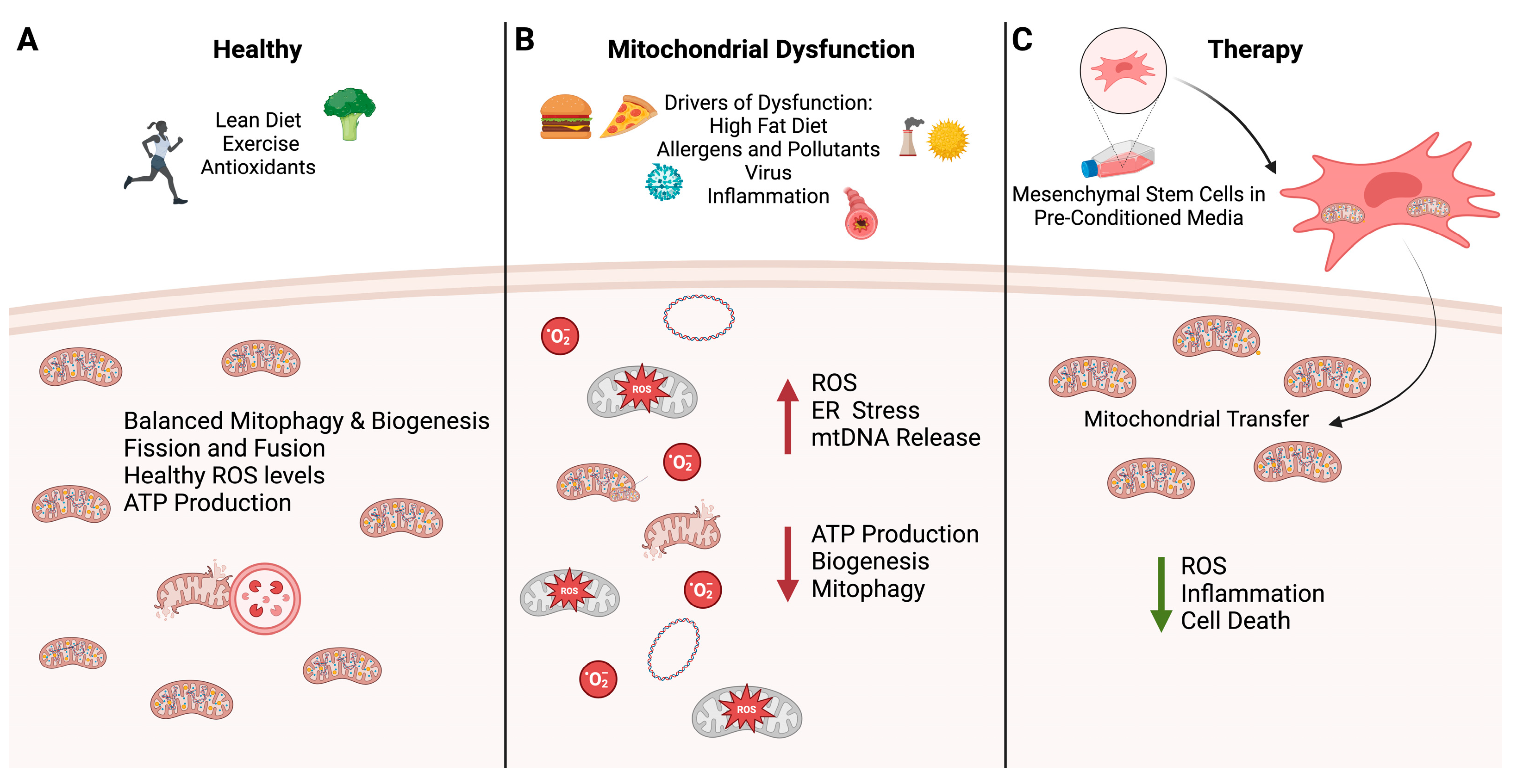 Mitochondrial dysfunction and metabolic reprogramming in obesity and asthma