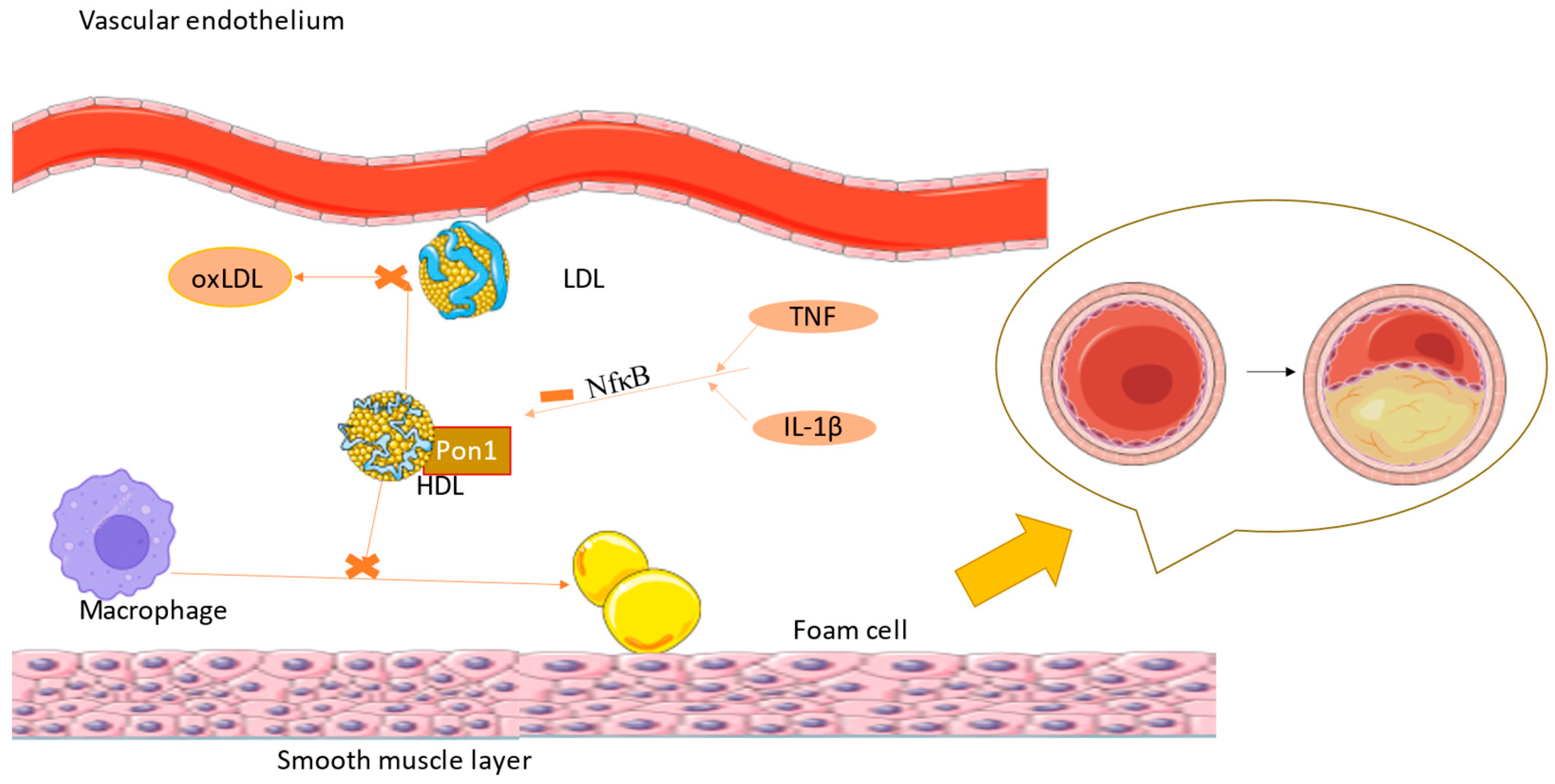 Ijms 25 02962 g003 Ijms 25 02962 g003
