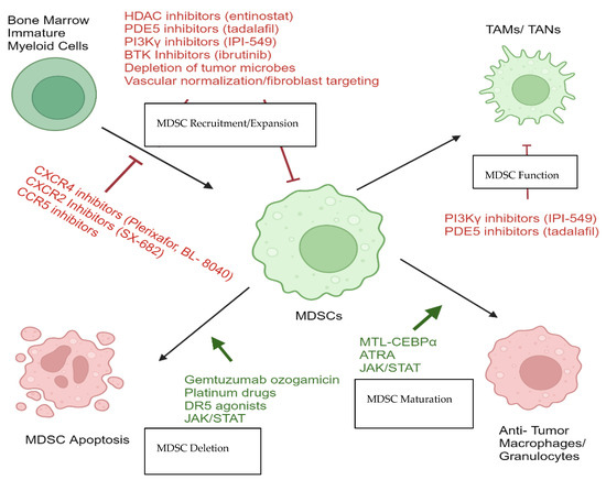 Myeloid-Derived Suppressor Cells: Therapeutic Target for