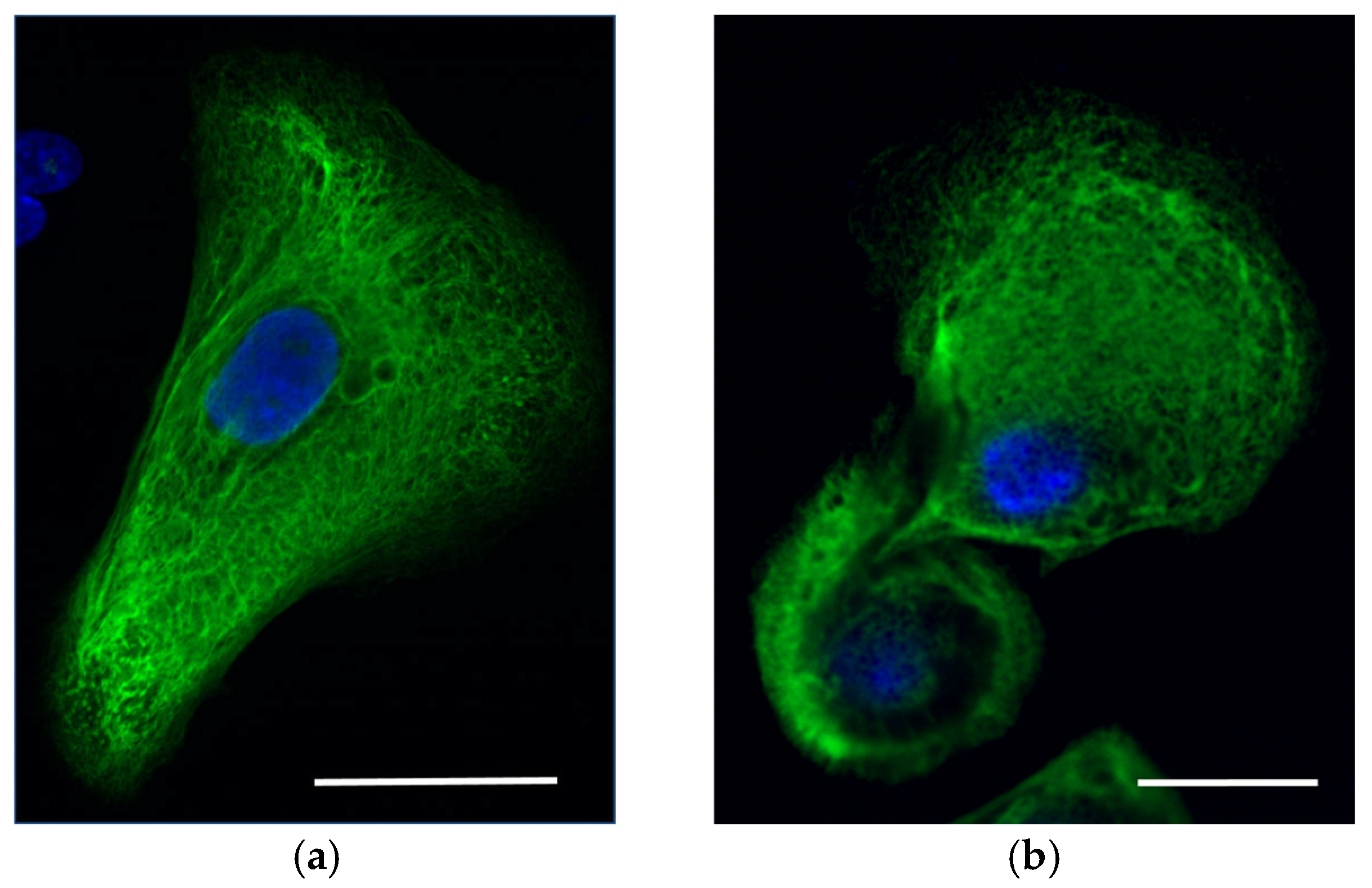 Ijms 25 02989 g003 Ijms 25 02989 g003