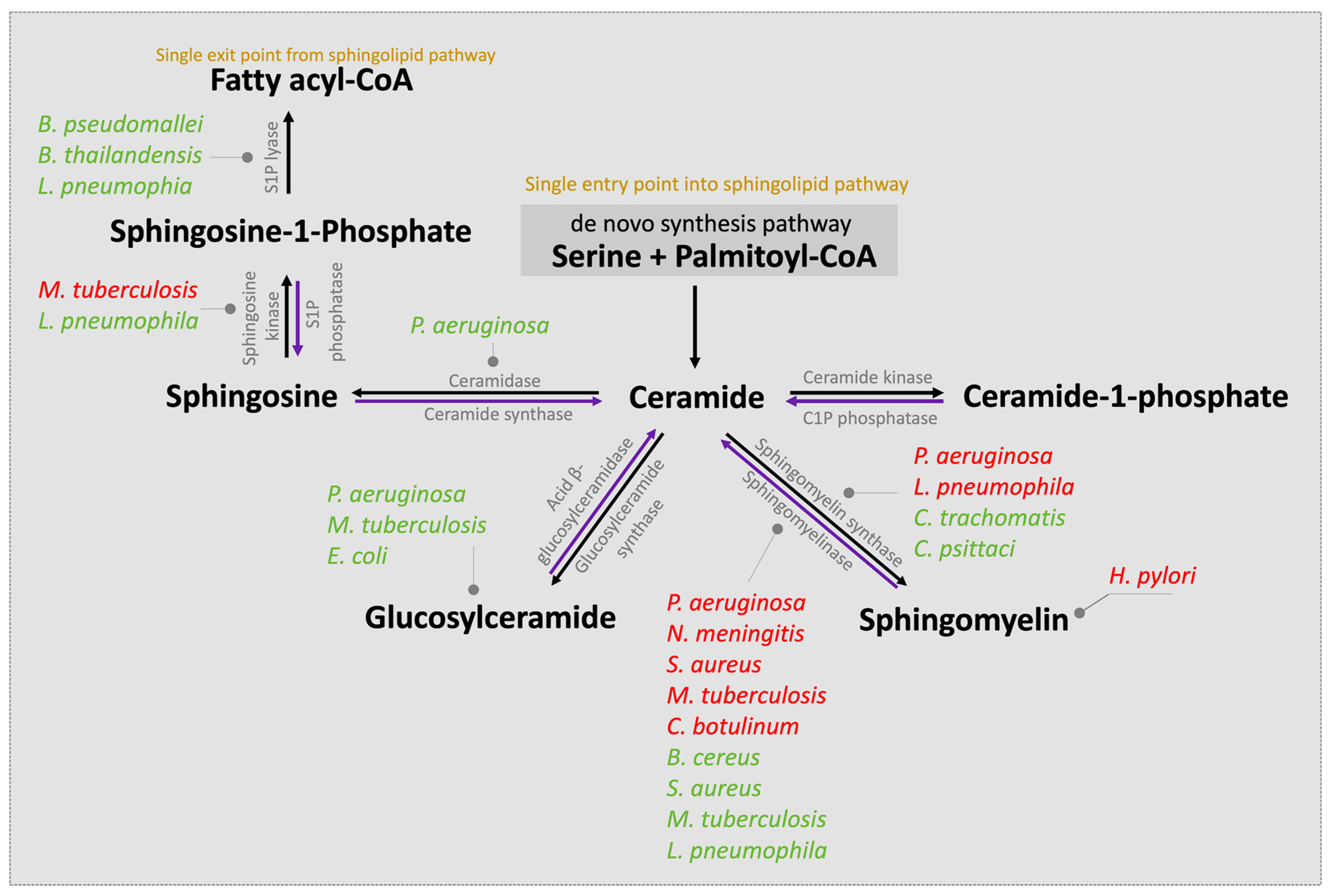 Ijms 25 03024 g005 Ijms 25 03024 g005