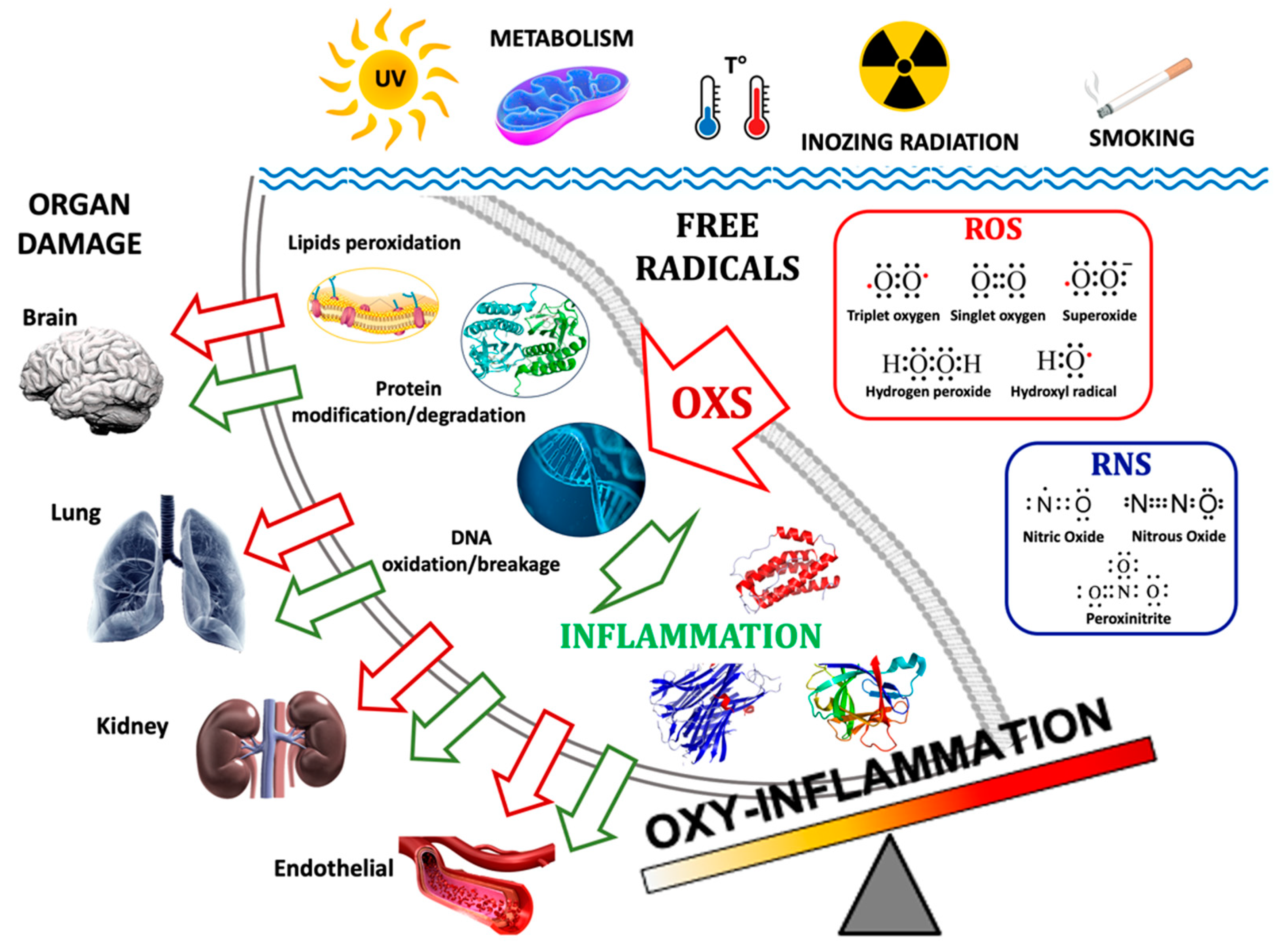 Ijms 25 03060 g001 Ijms 25 03060 g001