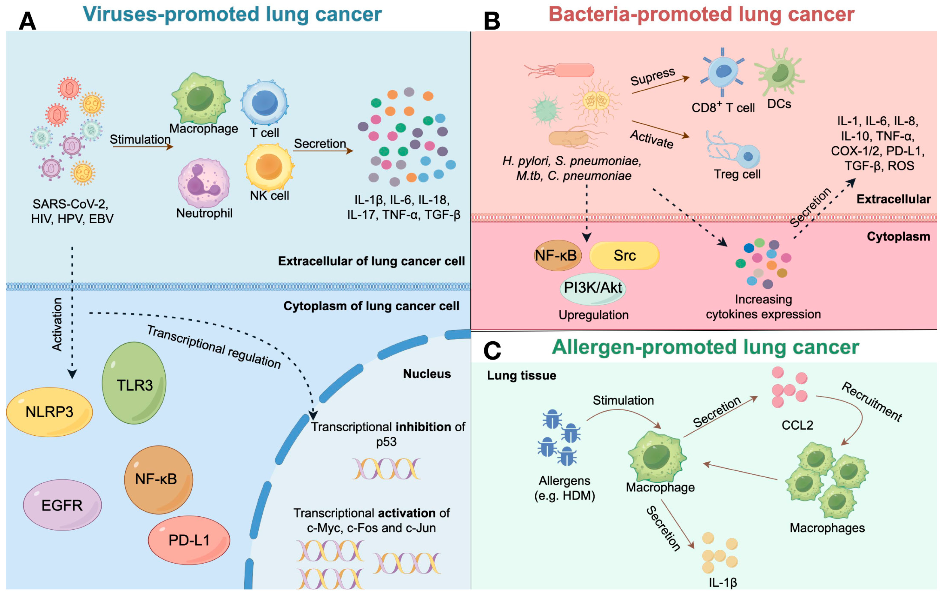 Ijms 25 03081 g004 Ijms 25 03081 g004