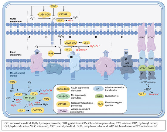 Vitamin C as Scavenger of Reactive Oxygen Species during Healing after  Myocardial Infarction