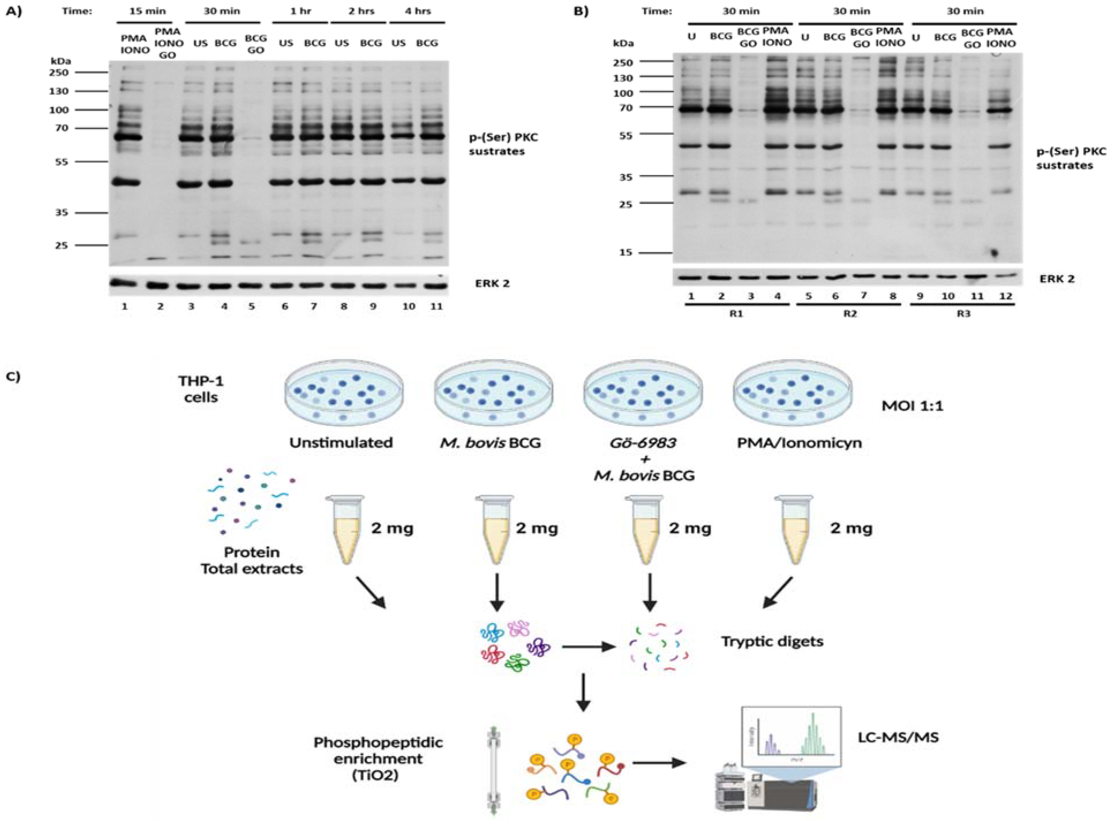 Ijms 25 03145 g001 Ijms 25 03145 g001