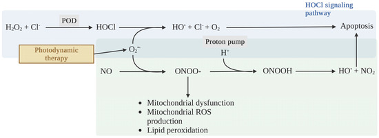IJMS Free Full Text Antioxidant Enzymes in Cancer Cells Their