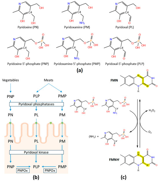 Pyrodoc Injection Pyridoxal 5′-Phosphate Biosynthesis by Pyridox-(am)-ine 5′-Phosphate ...