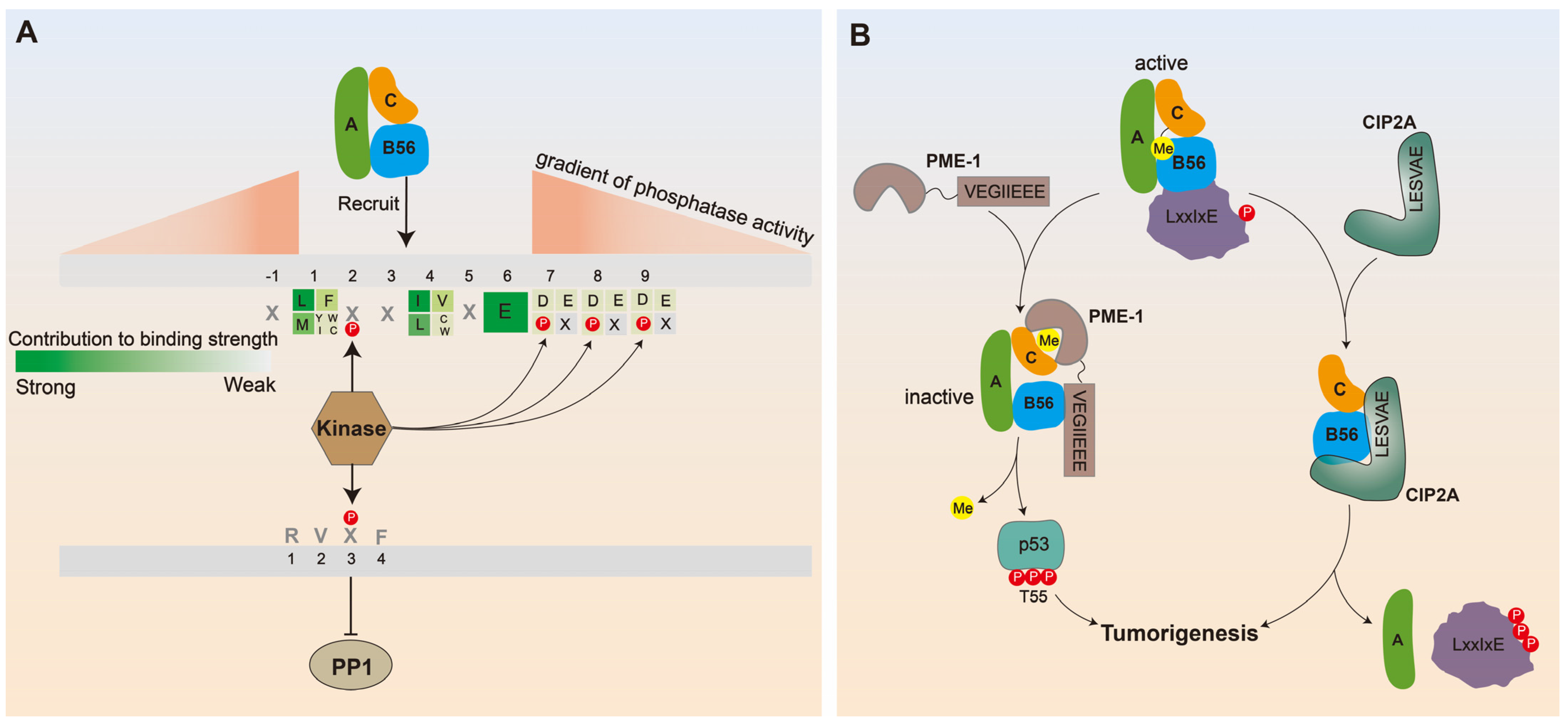 Ijms 25 03185 g002 Ijms 25 03185 g002