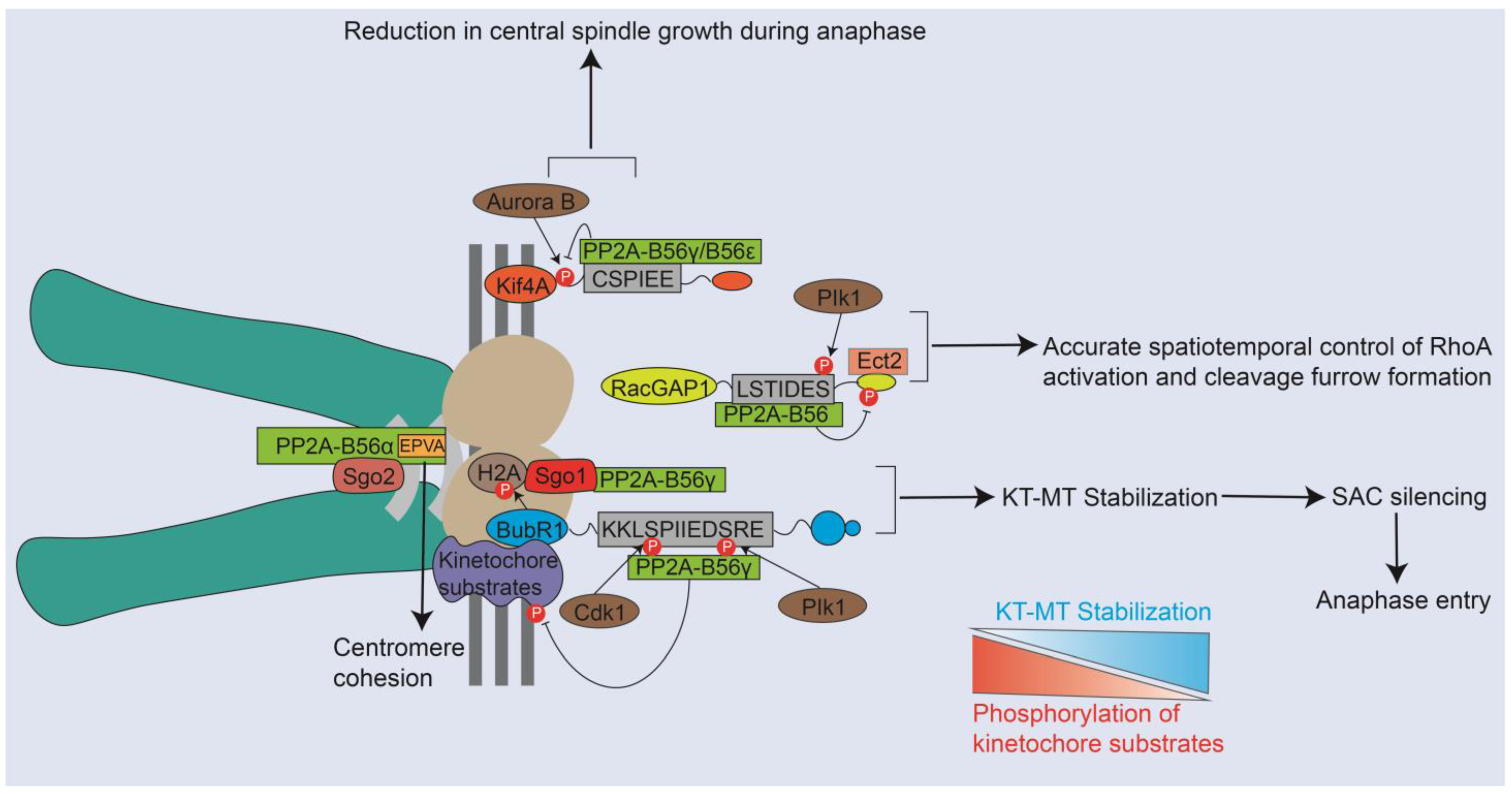 Ijms 25 03185 g003 Ijms 25 03185 g003
