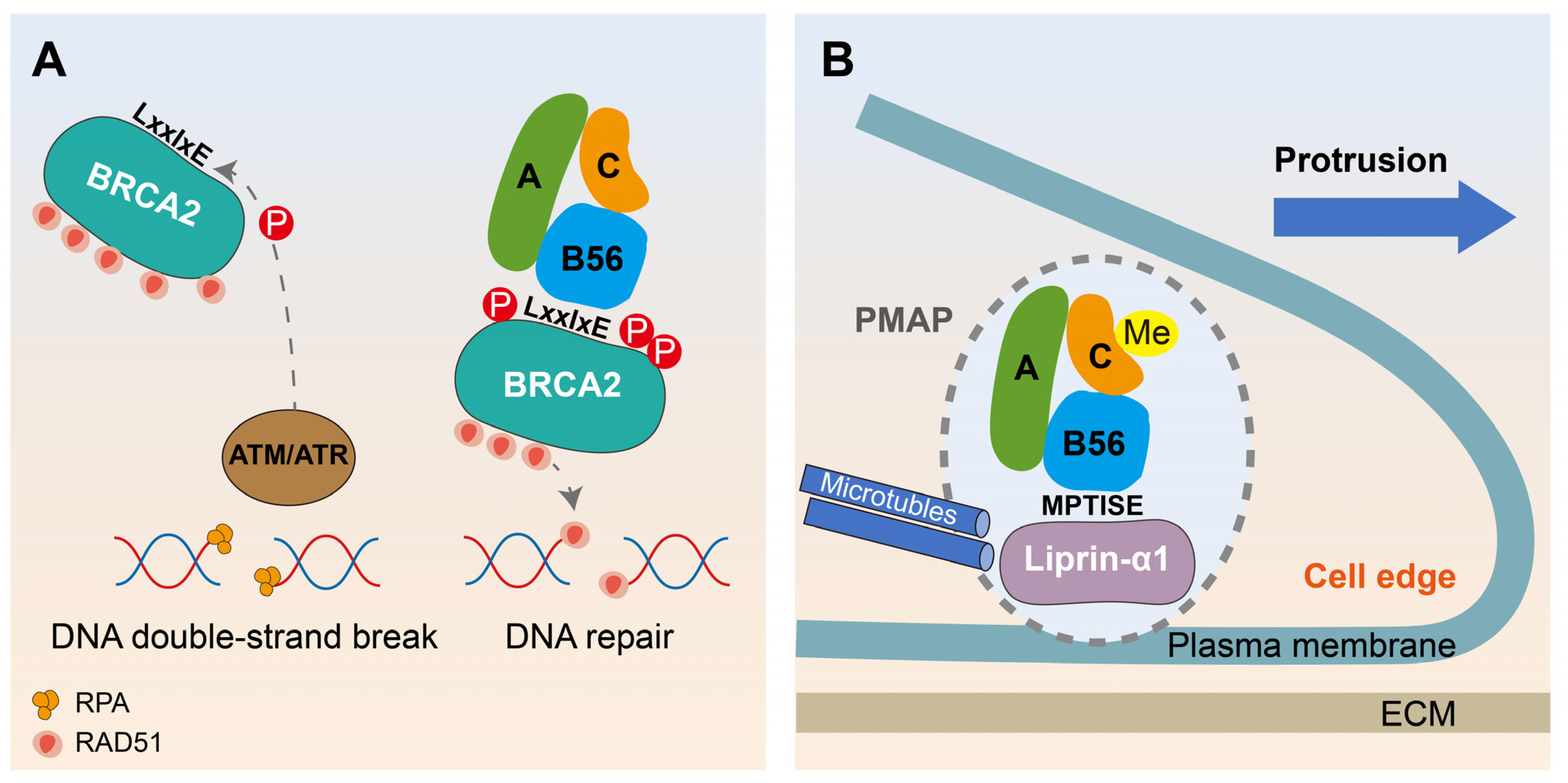 Ijms 25 03185 g005 Ijms 25 03185 g005