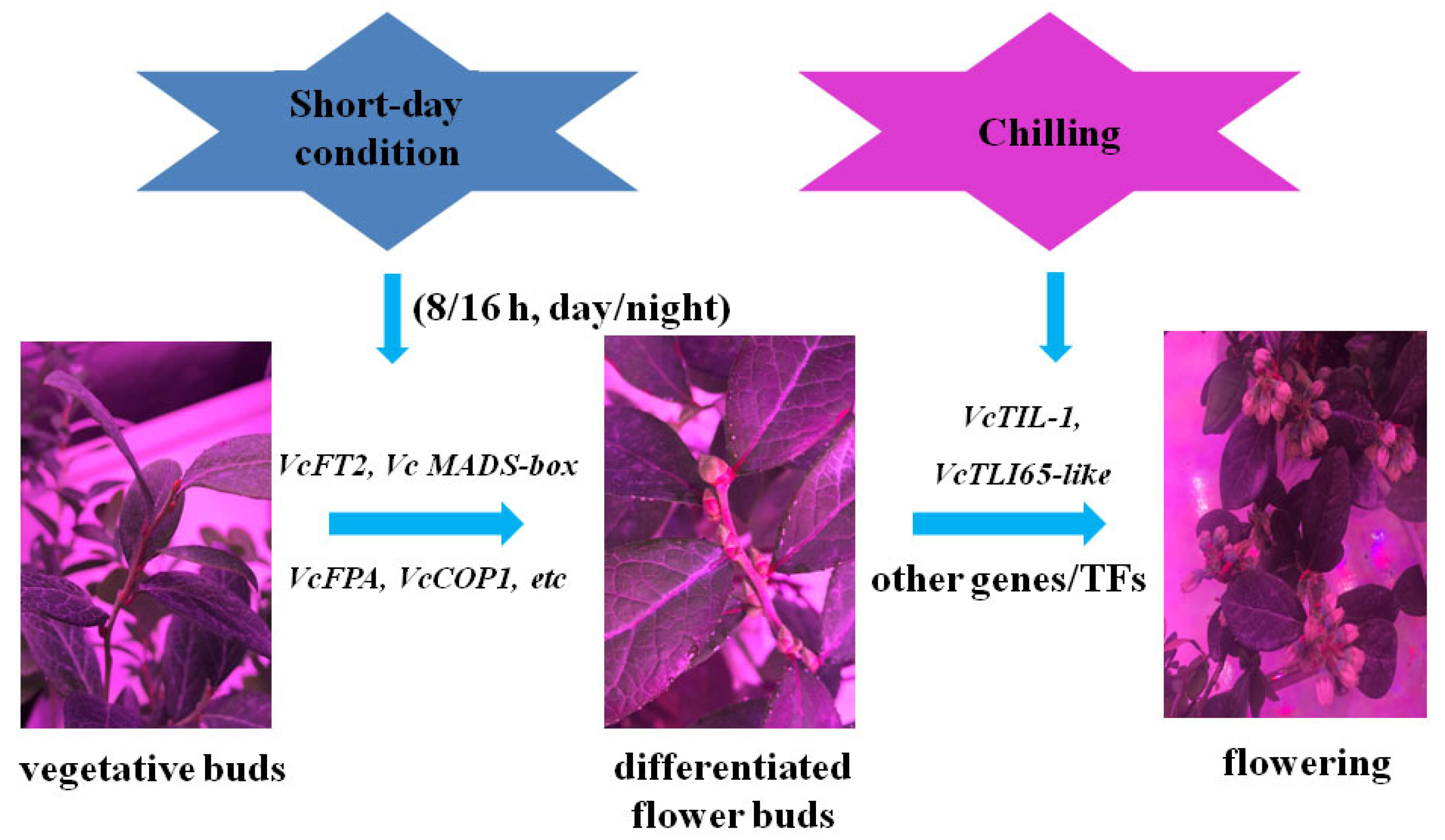 Ijms 25 03197 g005 Ijms 25 03197 g005
