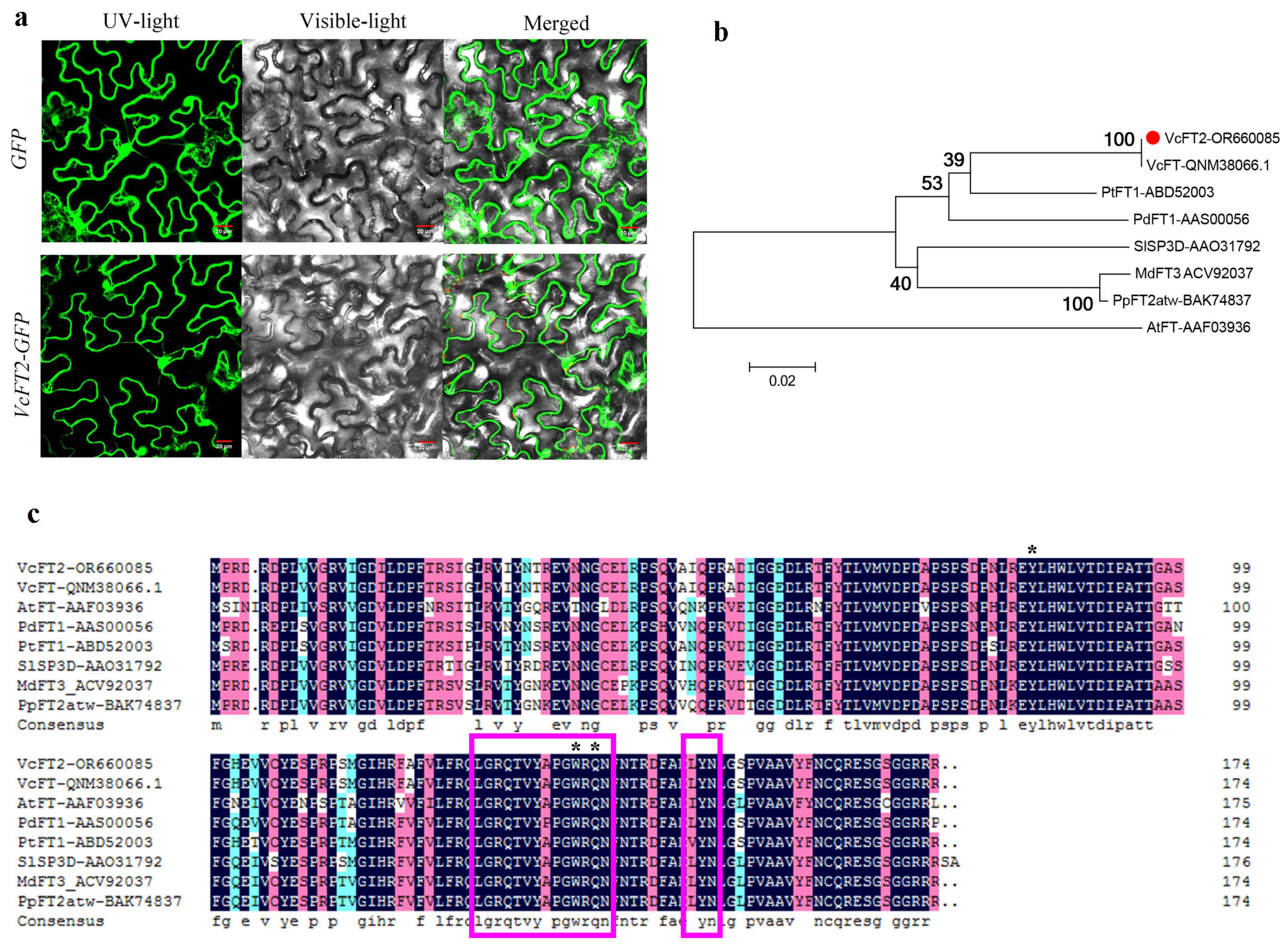 Ijms 25 03197 g006 Ijms 25 03197 g006