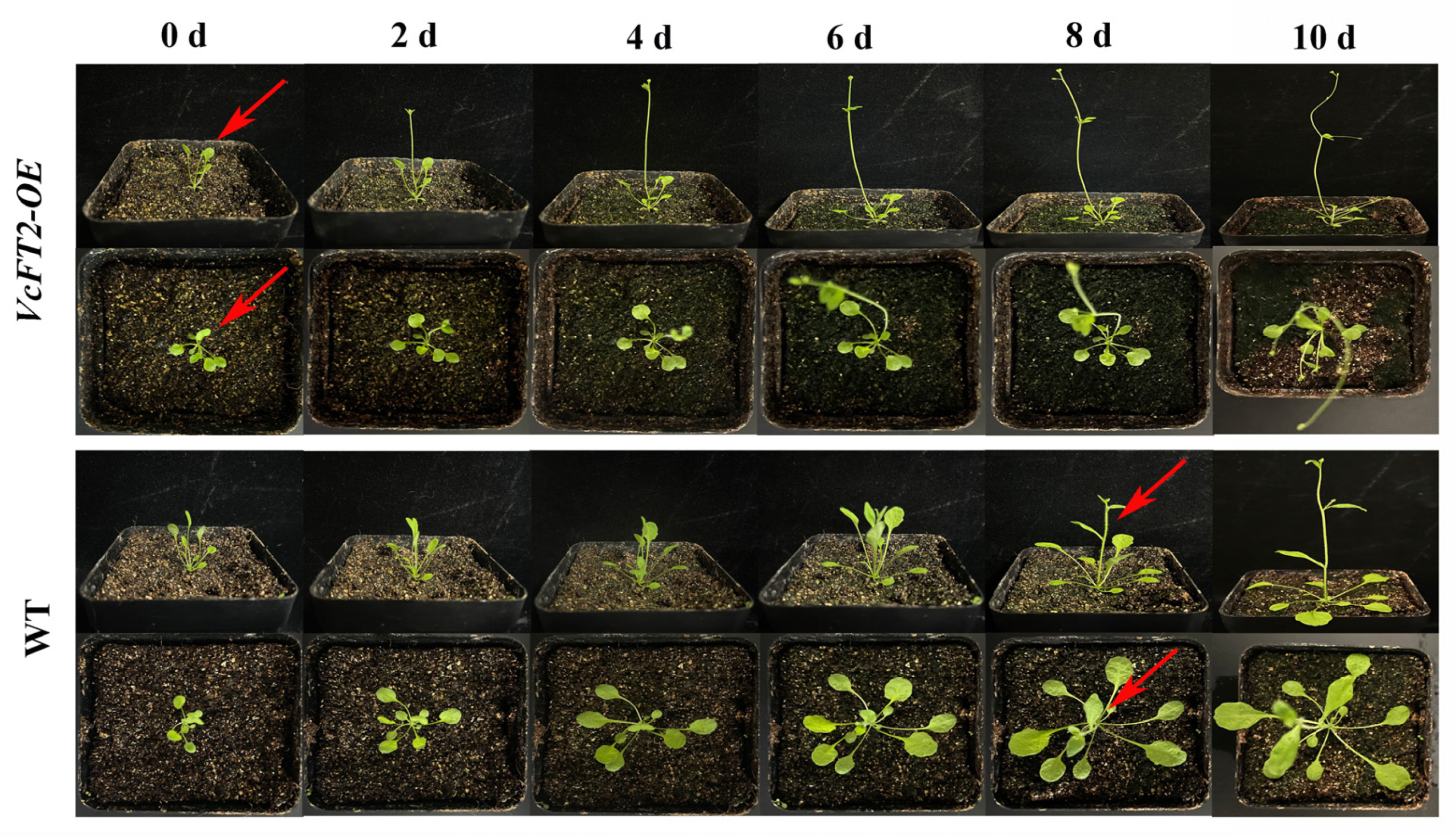 Ijms 25 03197 g008 Ijms 25 03197 g008