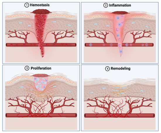Promote Fibroblast Proliferation And Collagen Synthesis of Centella Asiatica Gotu Kola Extract