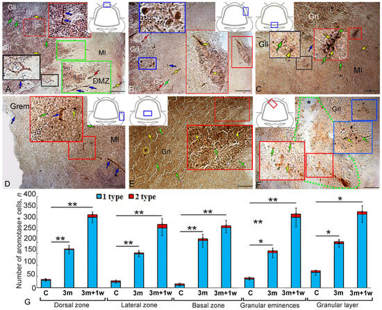 Post-Traumatic Expressions of Aromatase B, Glutamine