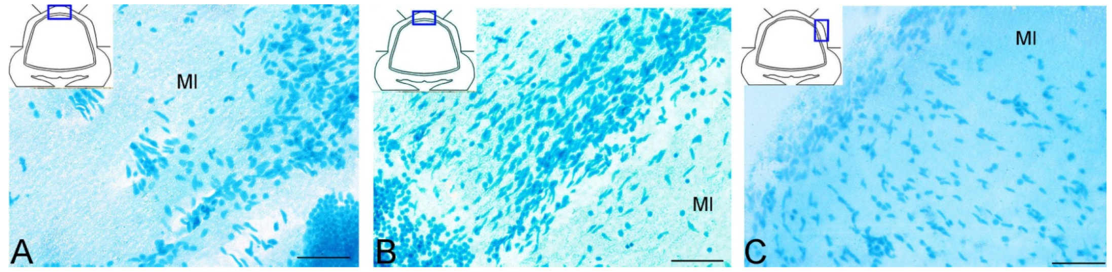 Ijms 25 03299 g011 Ijms 25 03299 g011