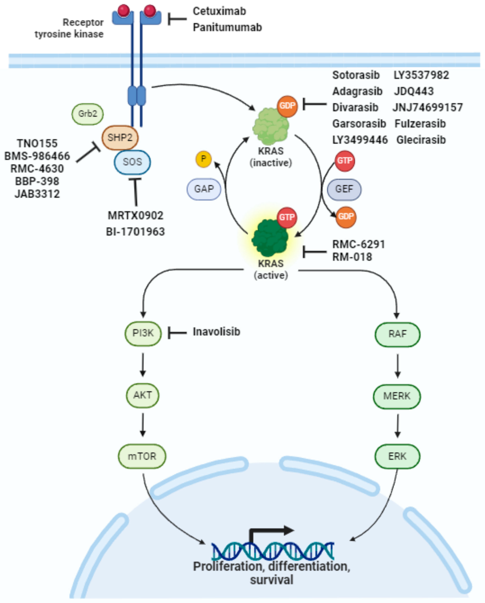Bi 1823911 Kras G12c Inhibitor Clinical Trial Targeting KRAS G12C Mutation in Colorectal Cancer, A Review: New Arrows