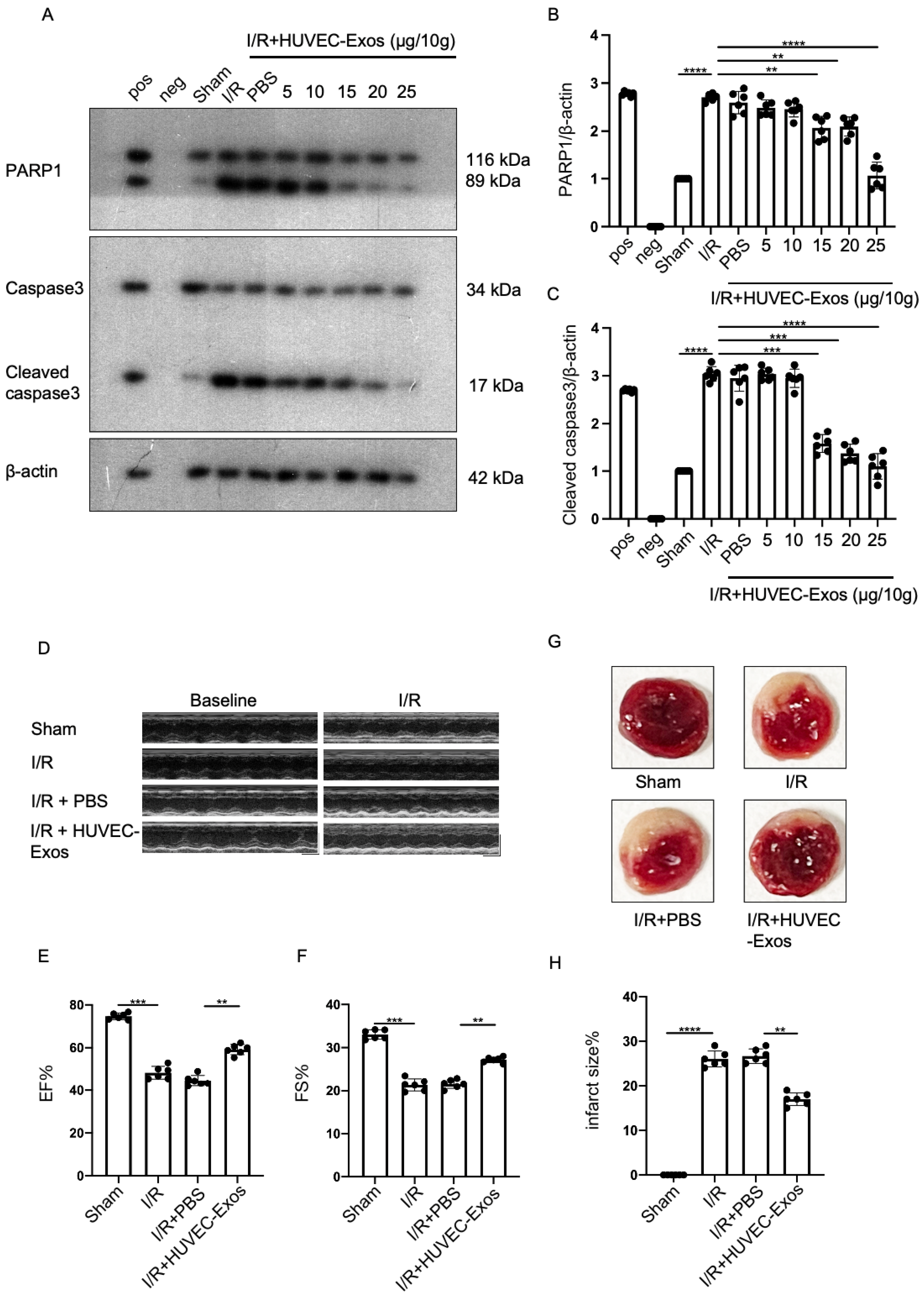 Ijms 25 03305 g002 Ijms 25 03305 g002