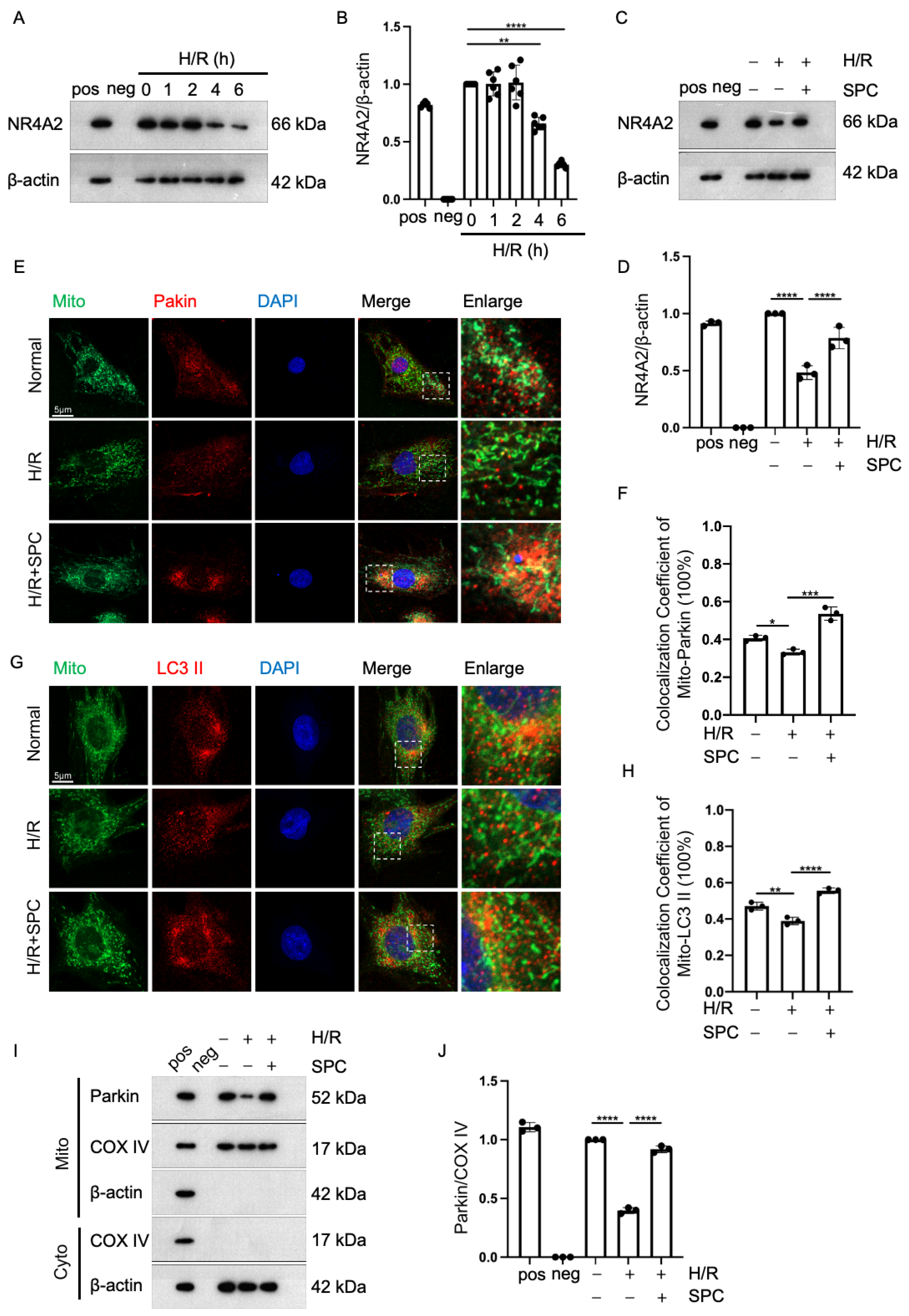 Ijms 25 03305 g005 Ijms 25 03305 g005
