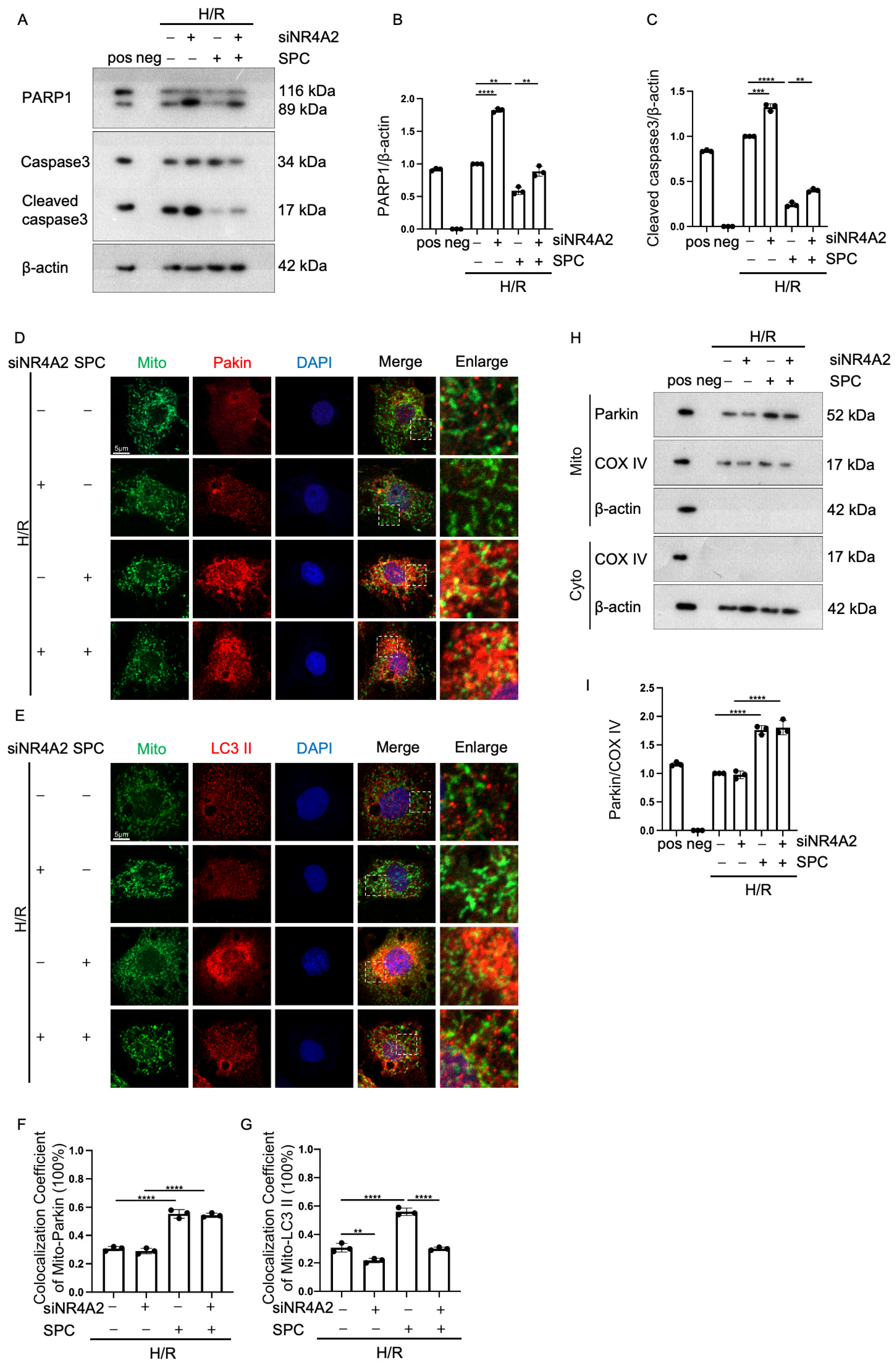 Ijms 25 03305 g006 Ijms 25 03305 g006