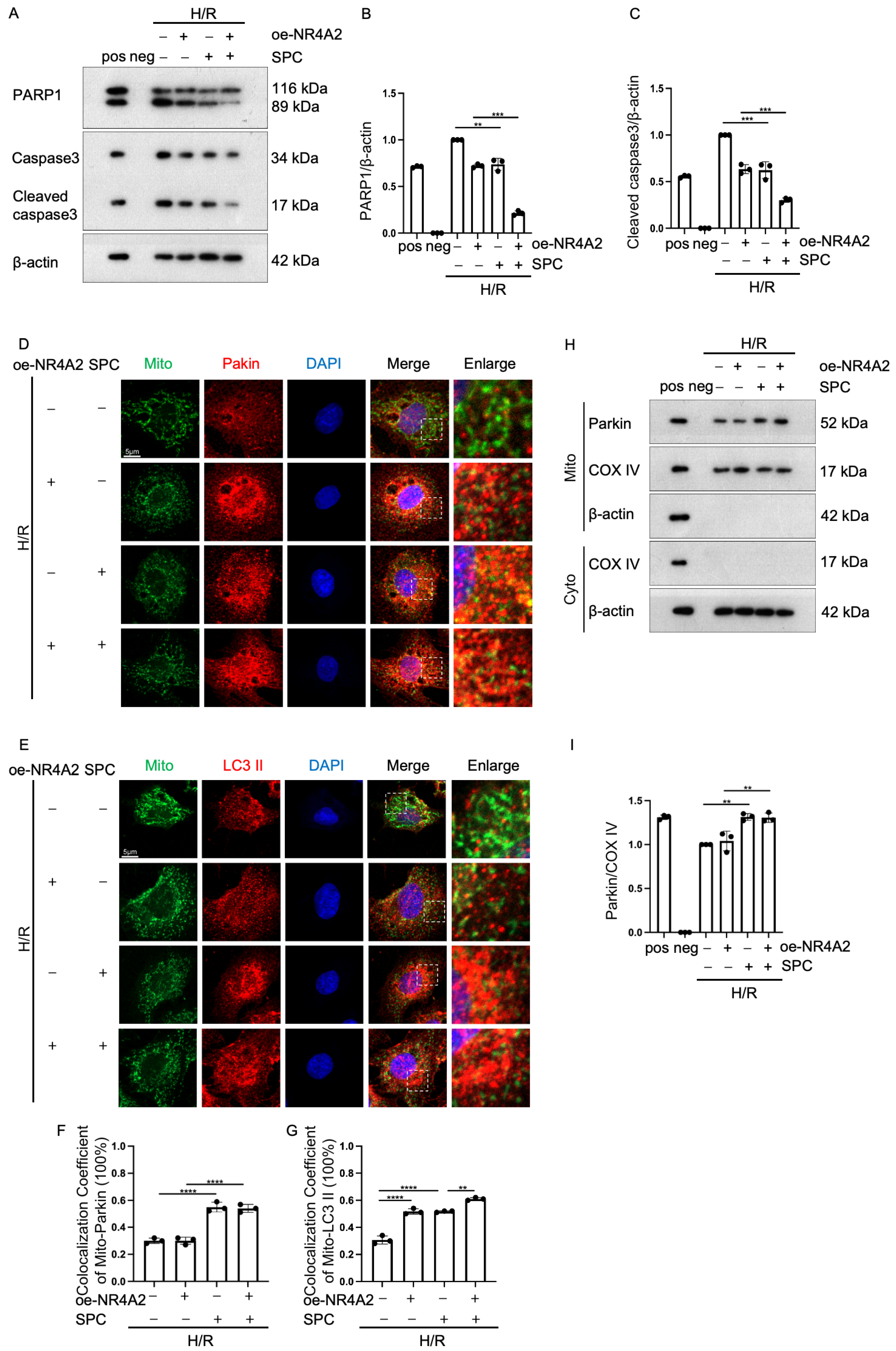 Ijms 25 03305 g007 Ijms 25 03305 g007