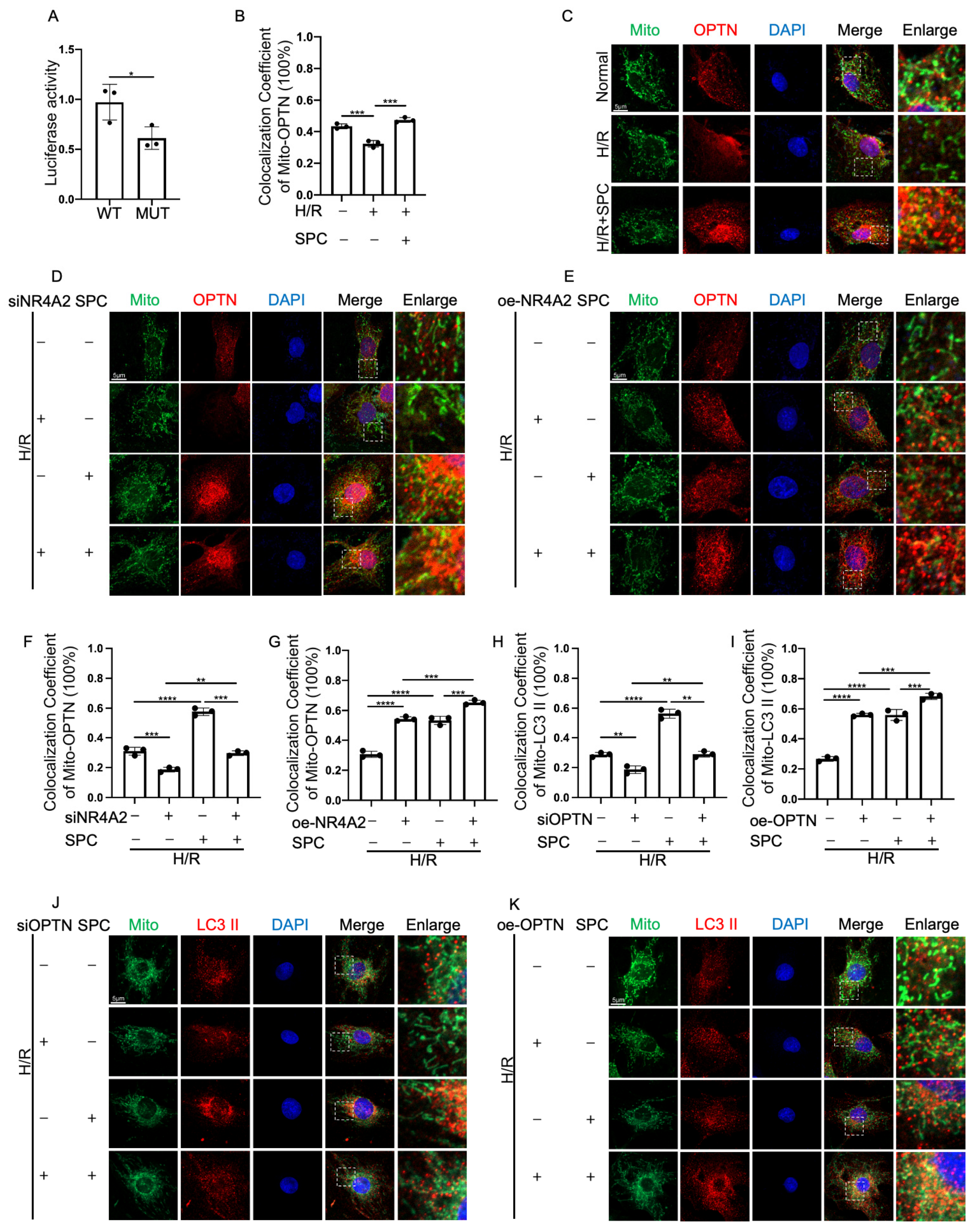 Ijms 25 03305 g008 Ijms 25 03305 g008