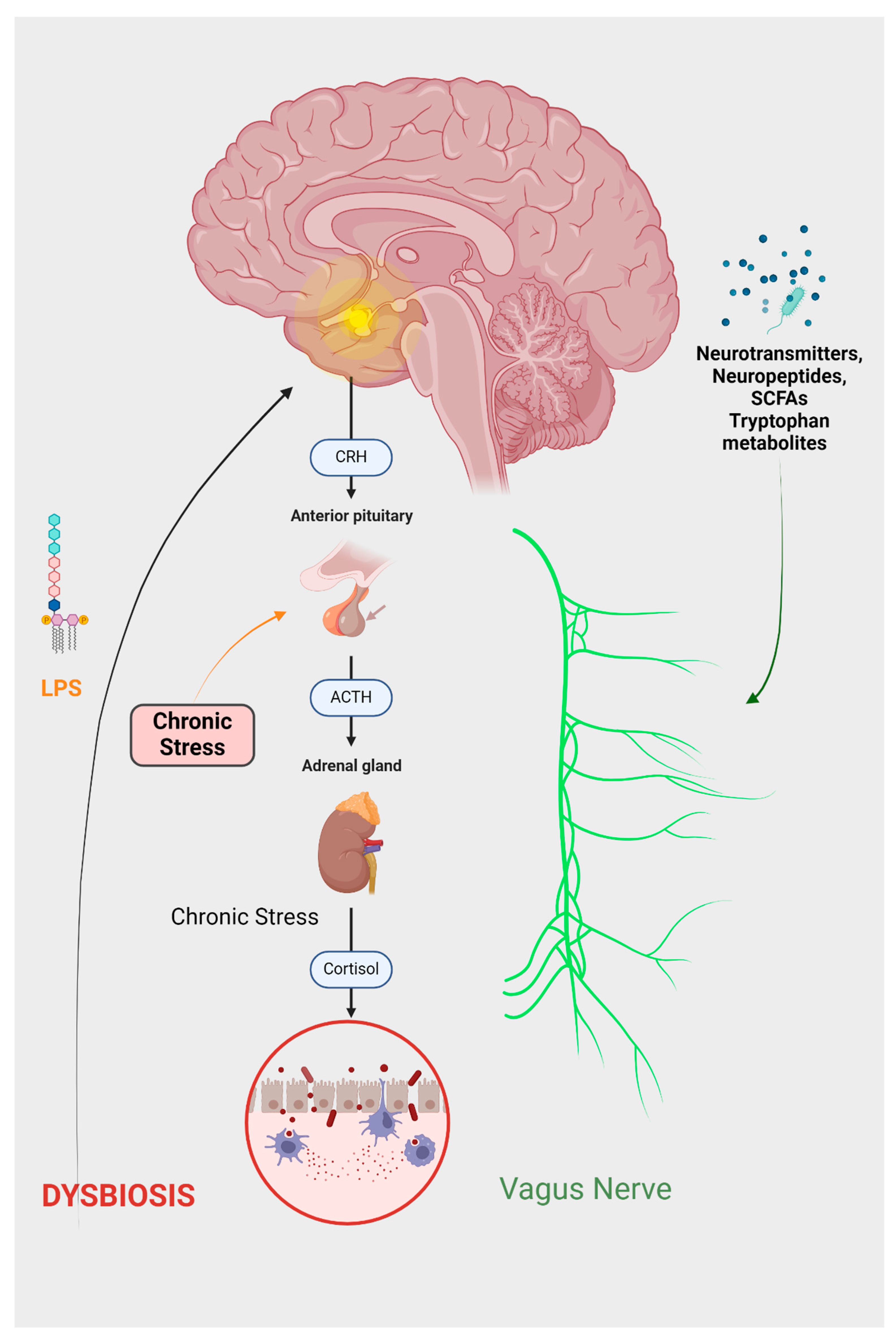 Ijms 25 03340 g002 Ijms 25 03340 g002