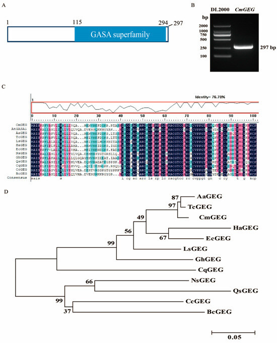 A GASA Protein Family Gene, CmGEG, Inhibits Petal Growth in