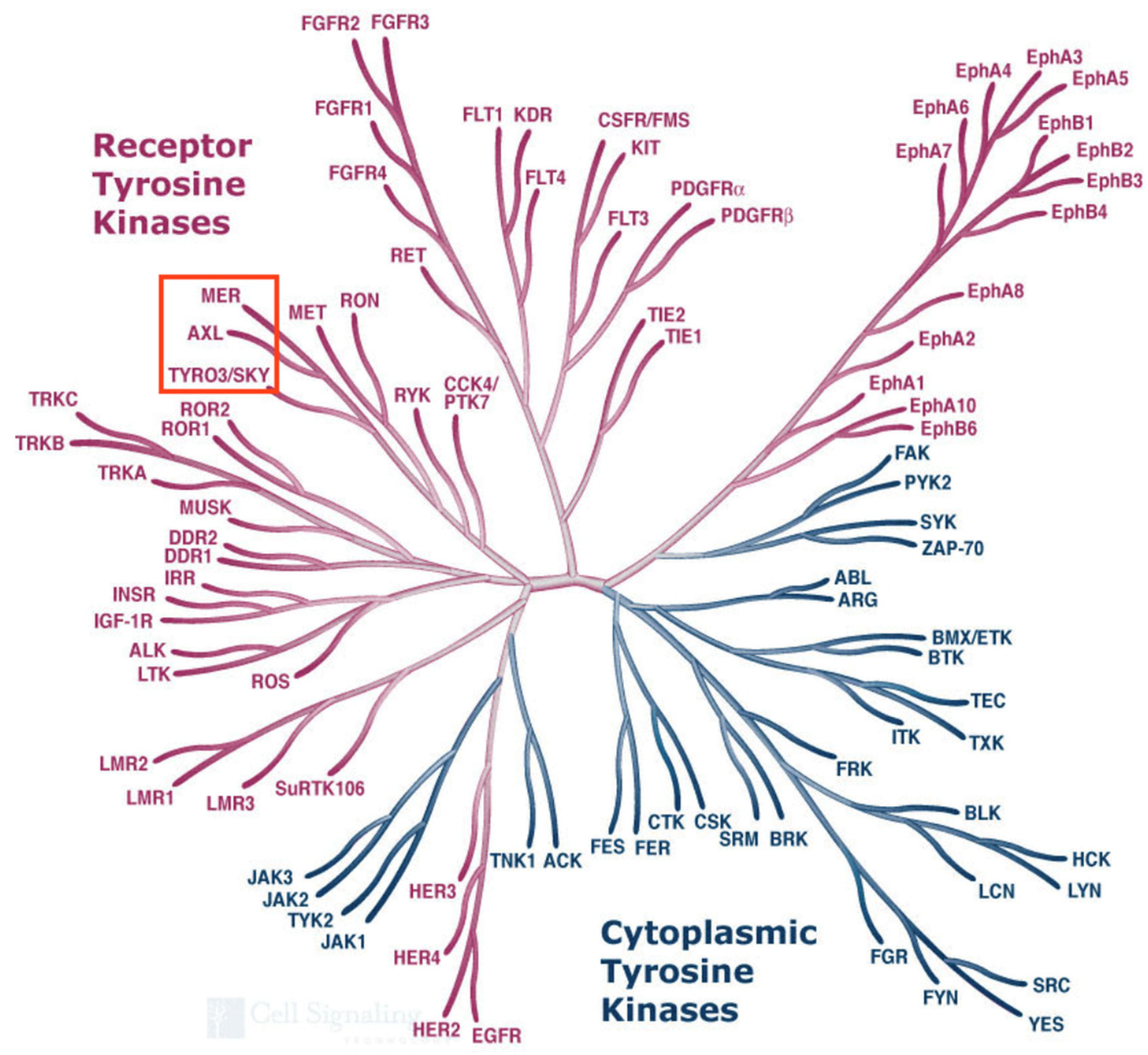 Ijms 25 03369 g002 Ijms 25 03369 g002
