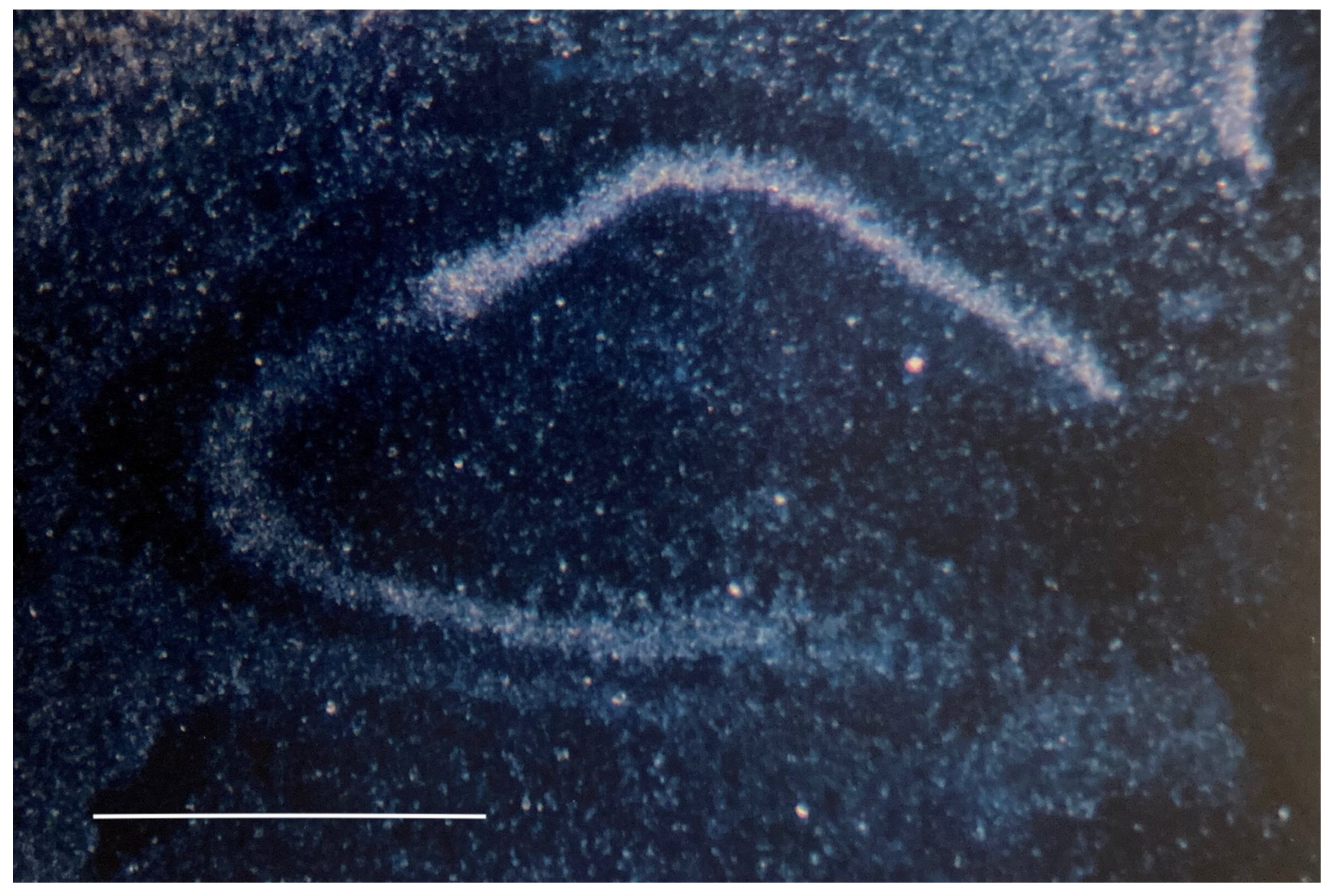 Ijms 25 03369 g003 Ijms 25 03369 g003