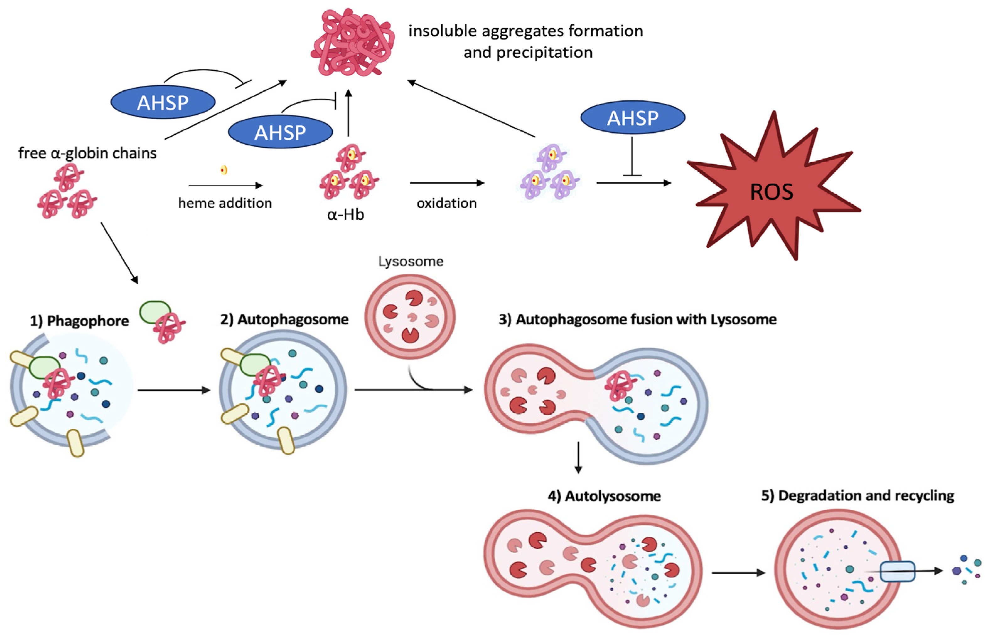 Ijms 25 03400 g003 Ijms 25 03400 g003
