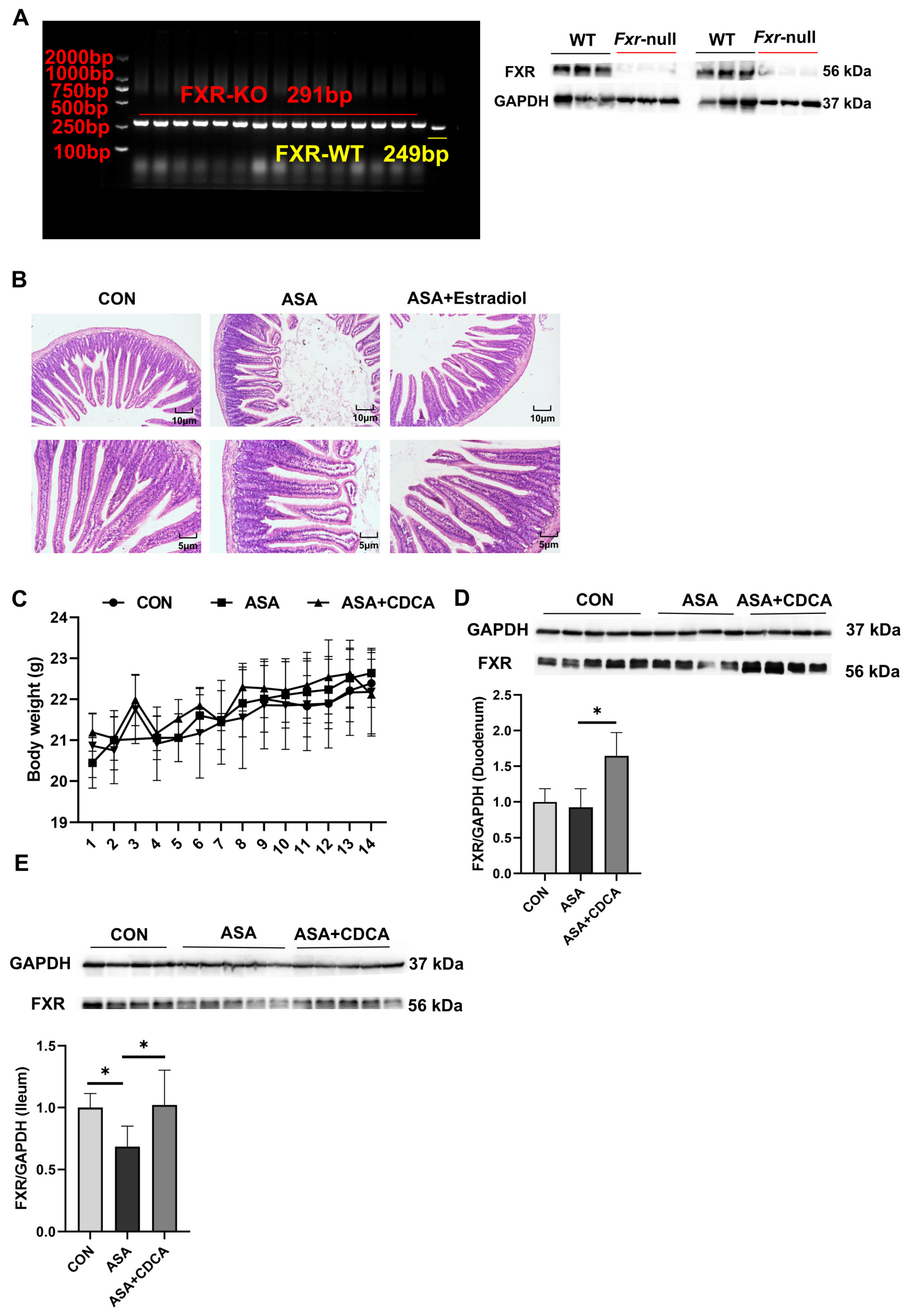 Ijms 25 03424 g0a4 Ijms 25 03424 g0a4
