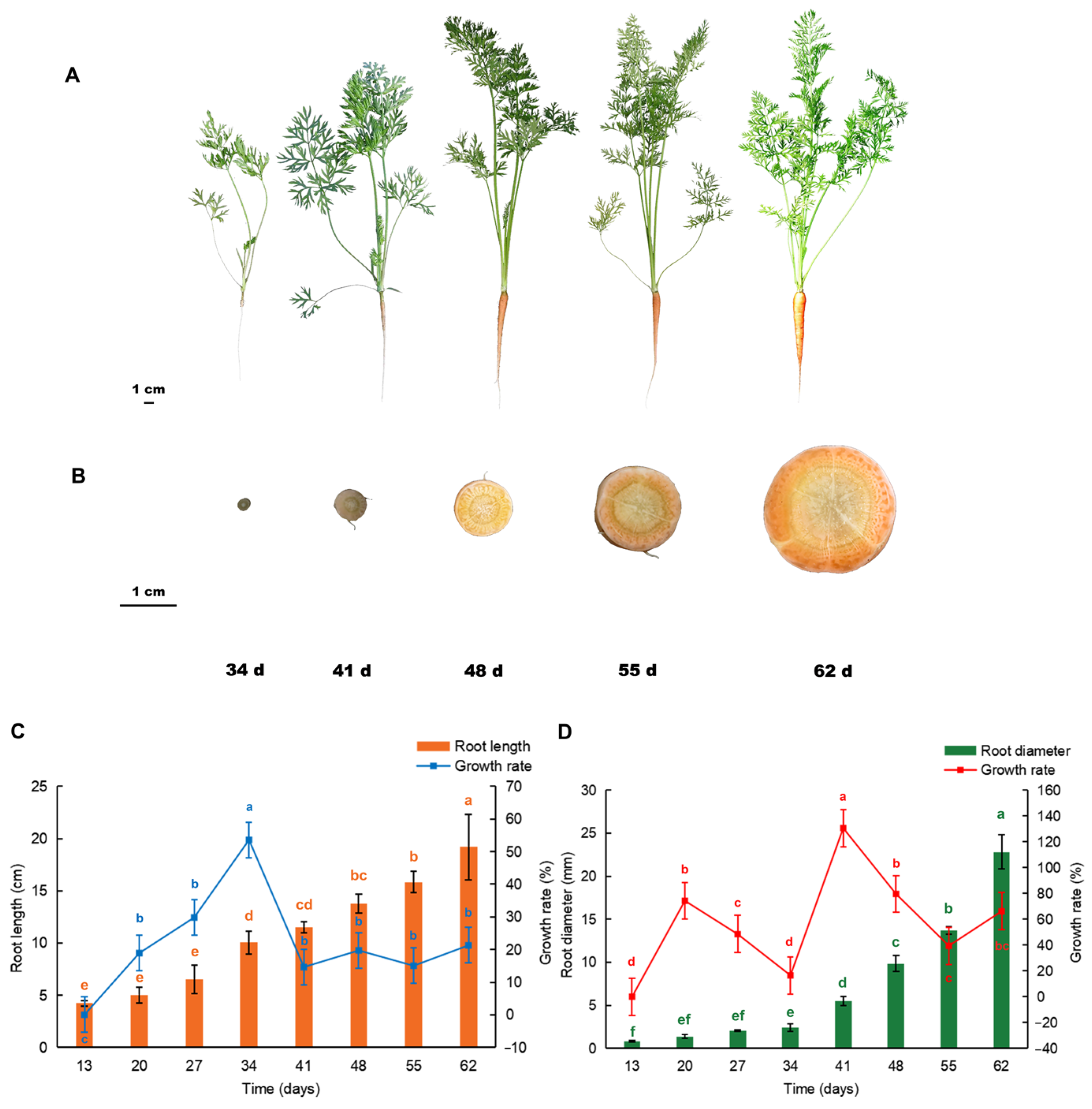 Transcriptome Sequencing Reveals the Mechanism of Auxin