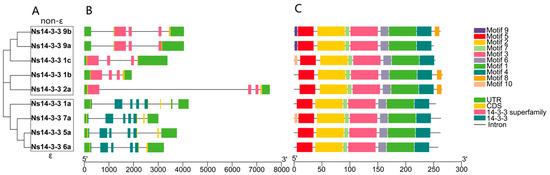Gene 上海 3.16 2枚 Genome-Wide Identification of the 14-3-3 Gene Family and Its