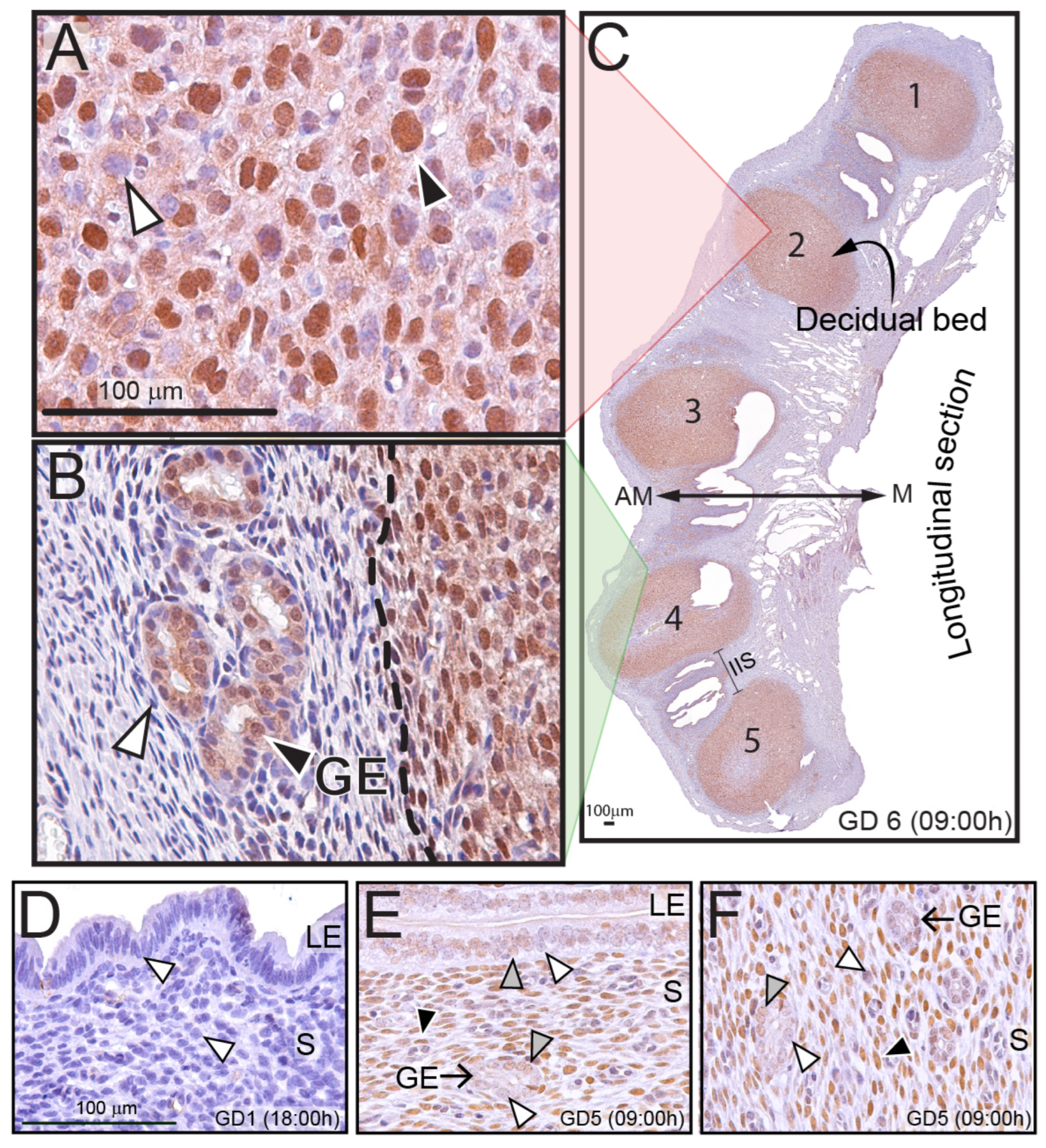 Ijms 25 03451 g001 Ijms 25 03451 g001