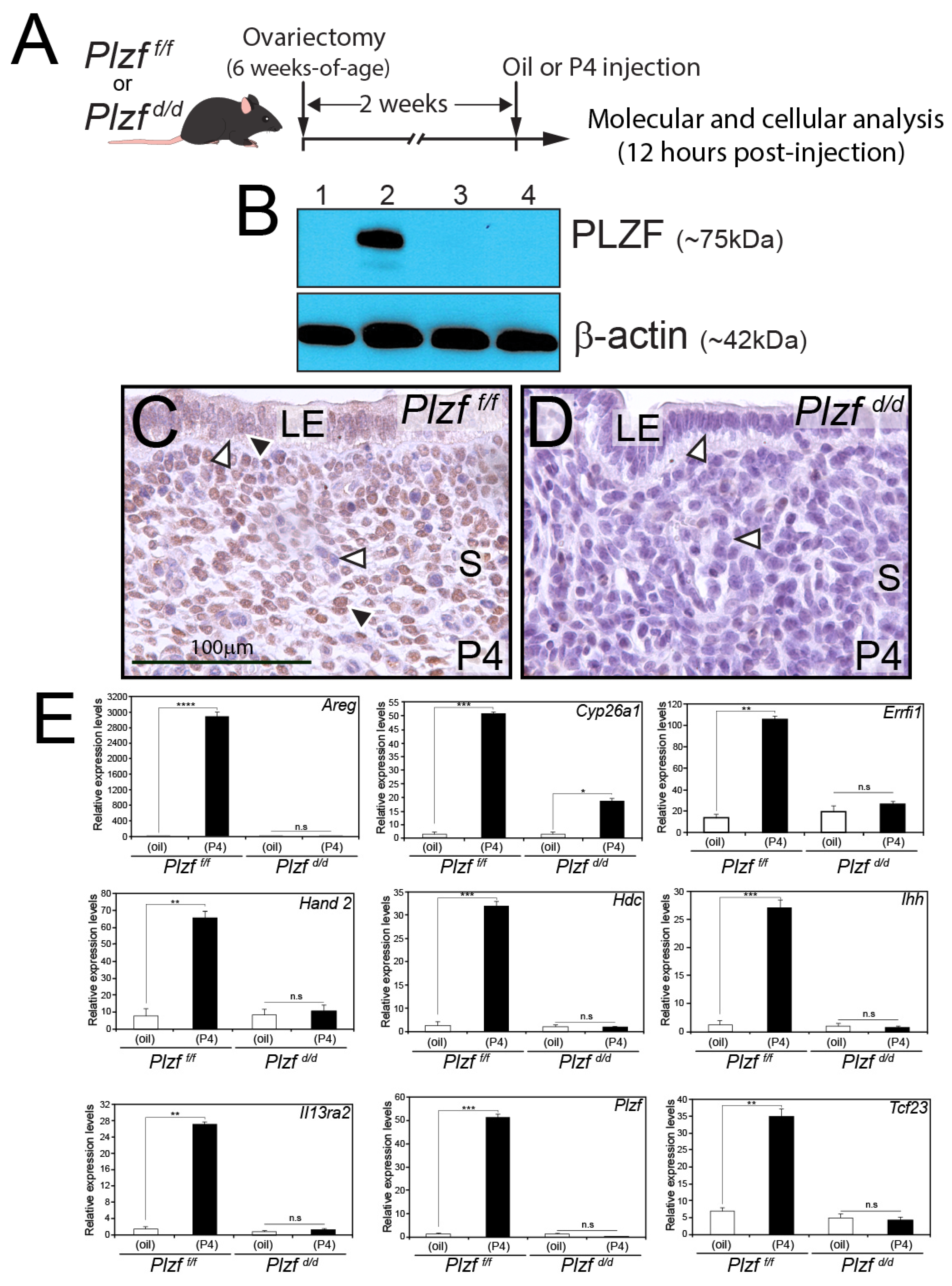 Ijms 25 03451 g002 Ijms 25 03451 g002
