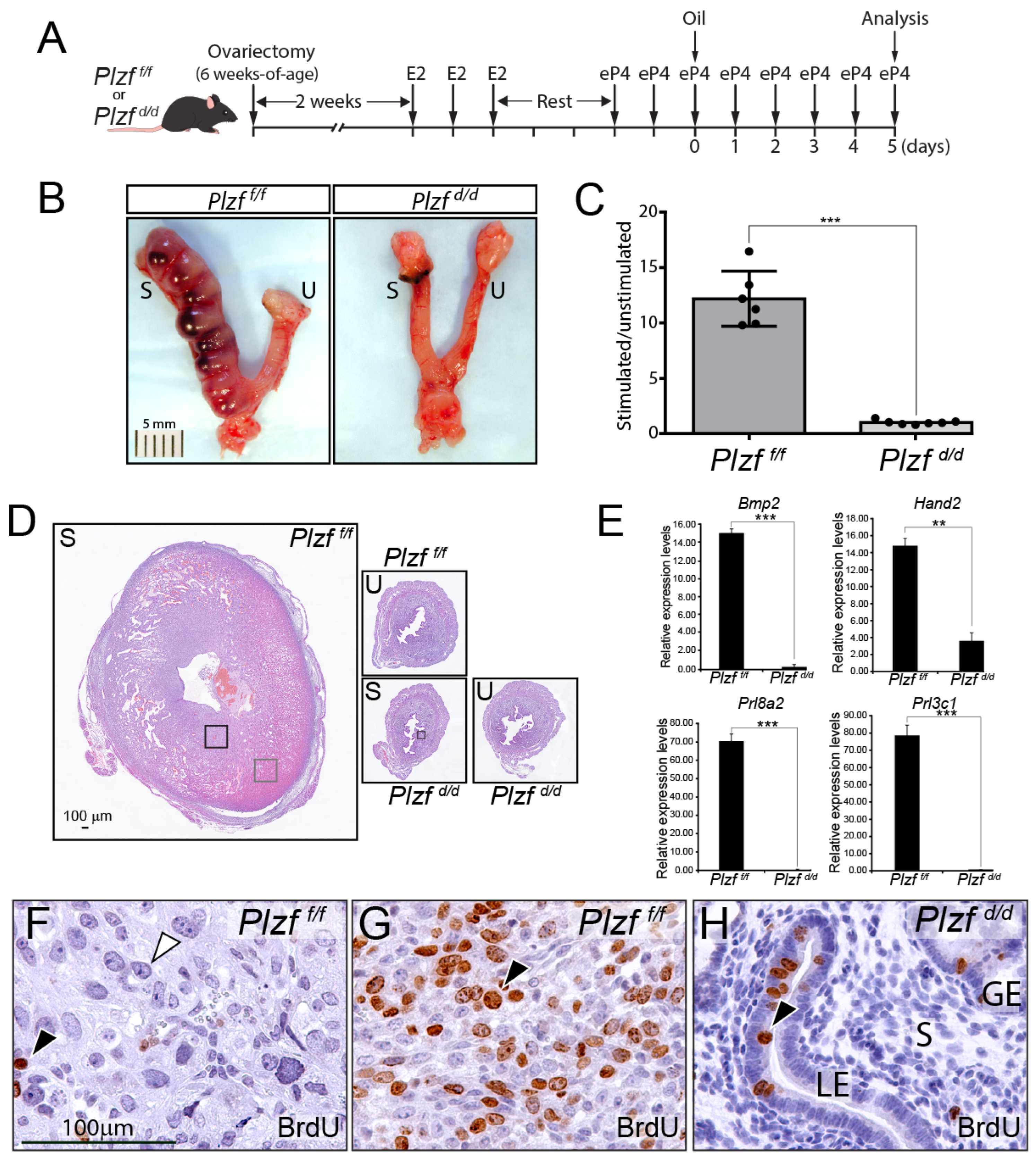 Ijms 25 03451 g005 Ijms 25 03451 g005