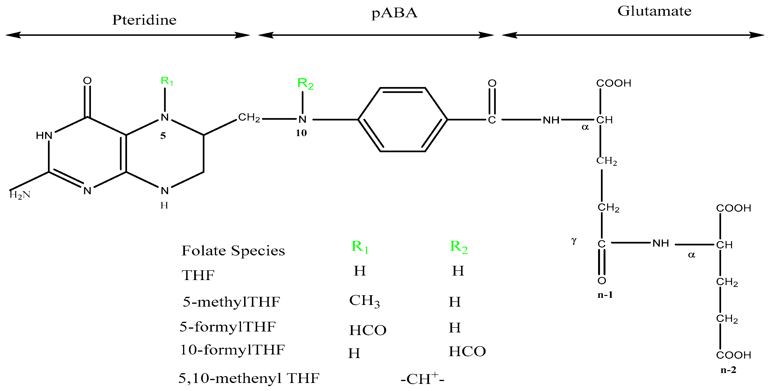 その他 Ta The Complexities of Interspecies Somatic Cell Nuclear