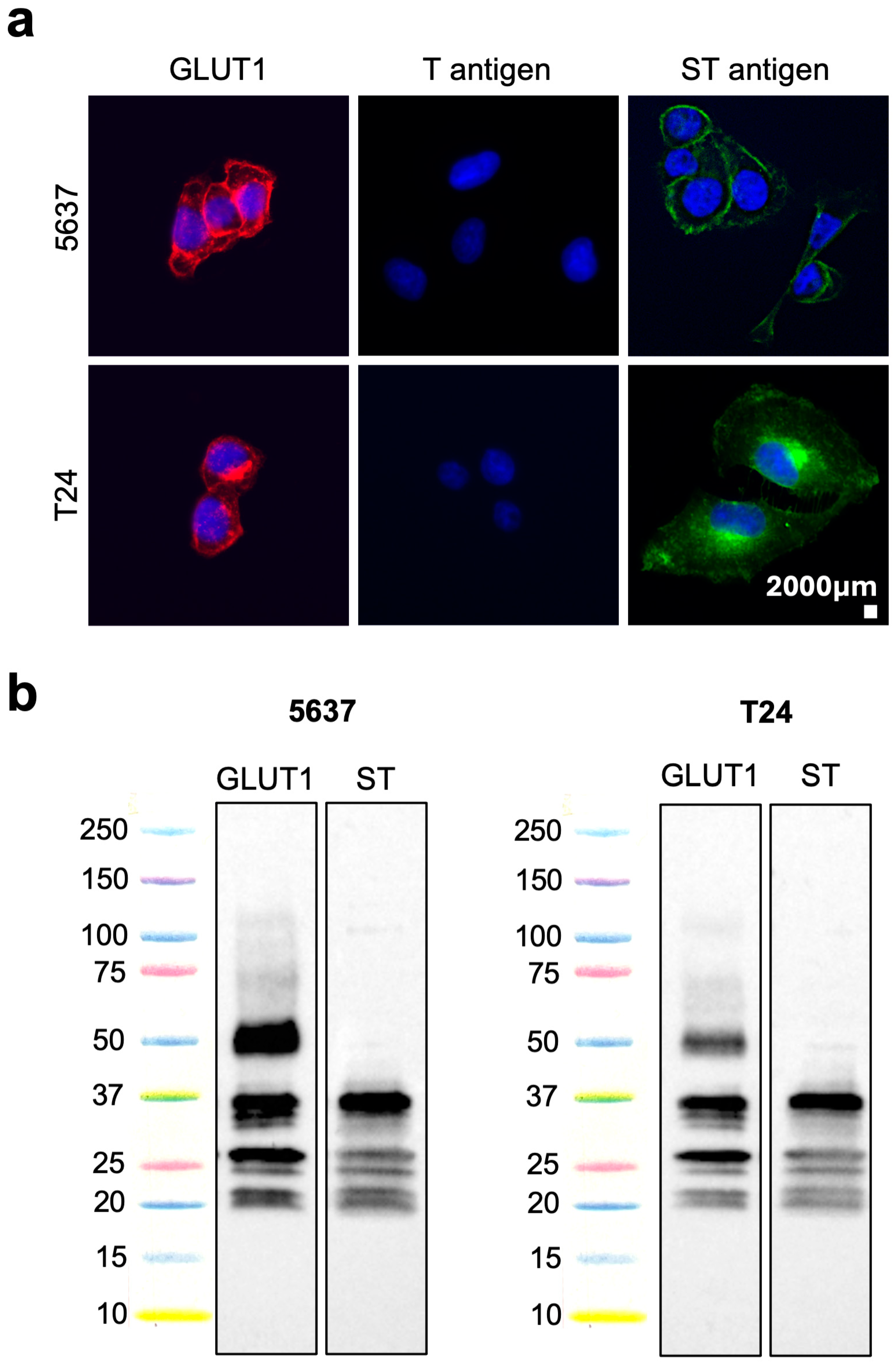 Ijms 25 03462 g001 Ijms 25 03462 g001