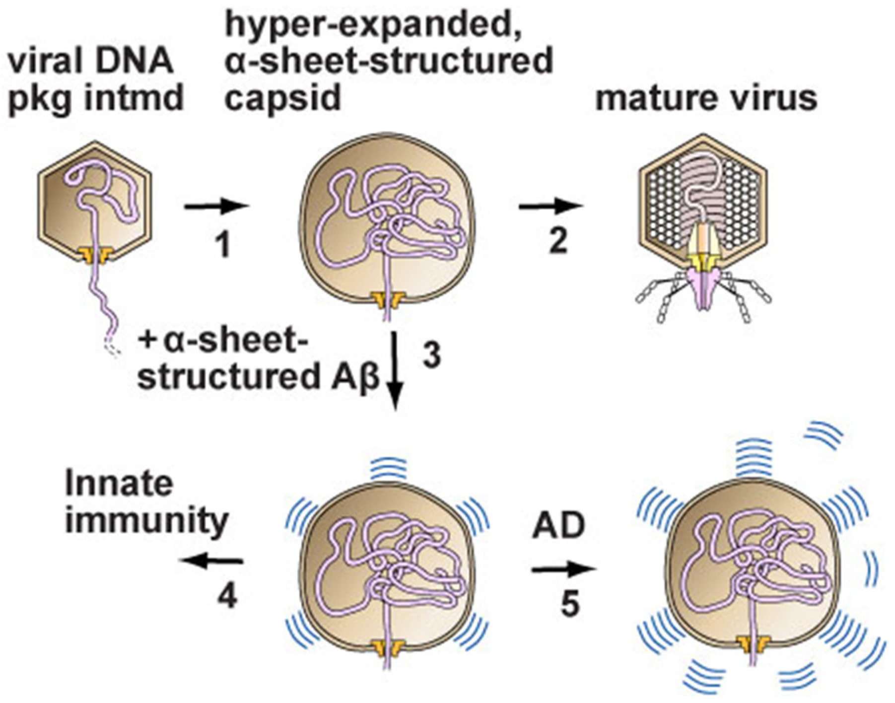 Alzheimer's Disease: A Molecular Model and Implied Path to