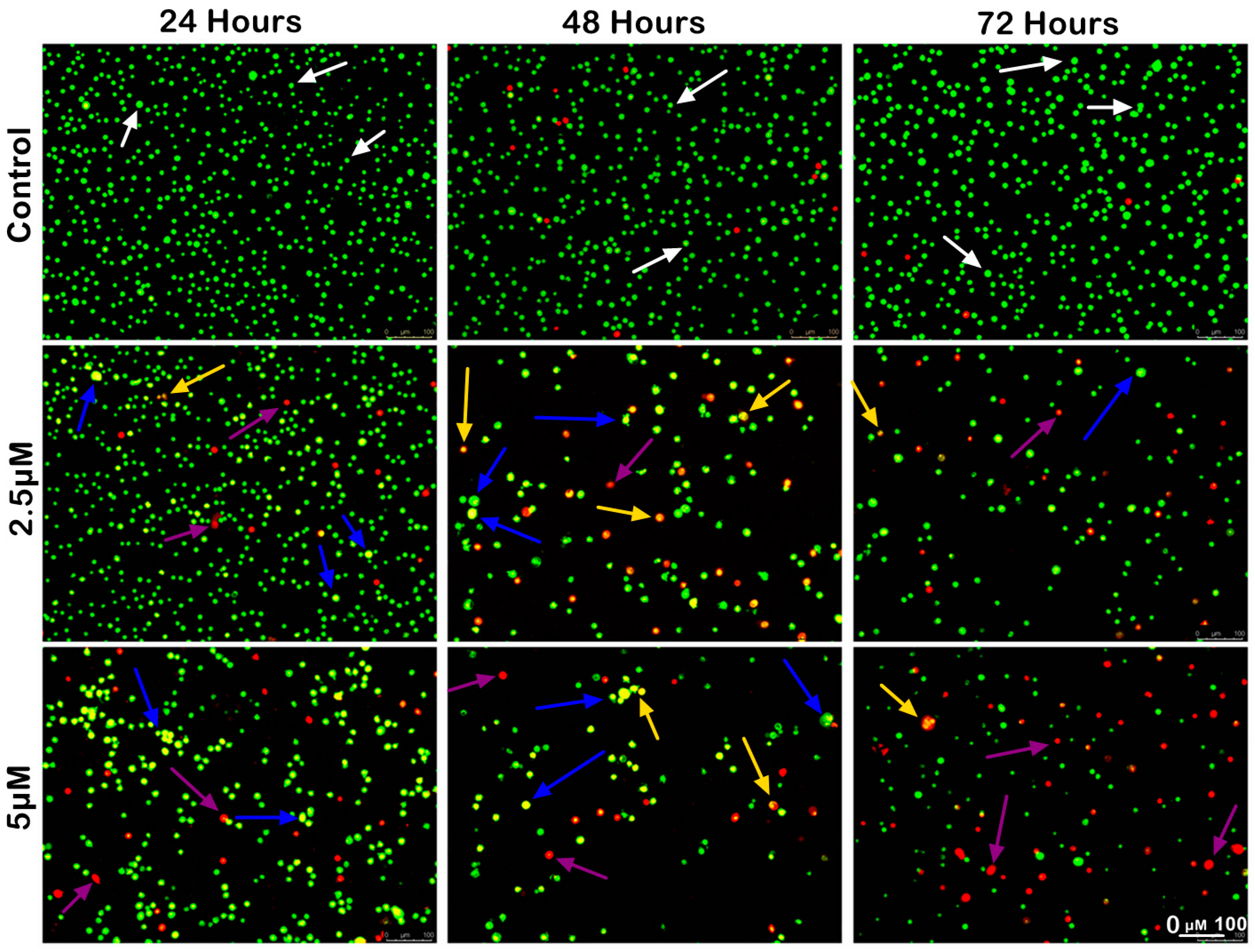 Ijms 25 03503 g005 Ijms 25 03503 g005
